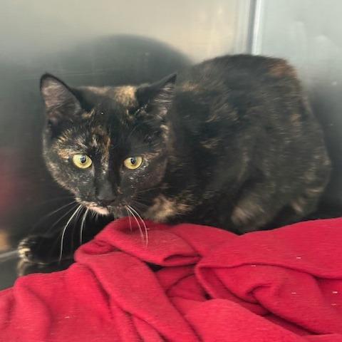 Horizon (26-5923), Adoptable, Young Female Domestic Short Hair.