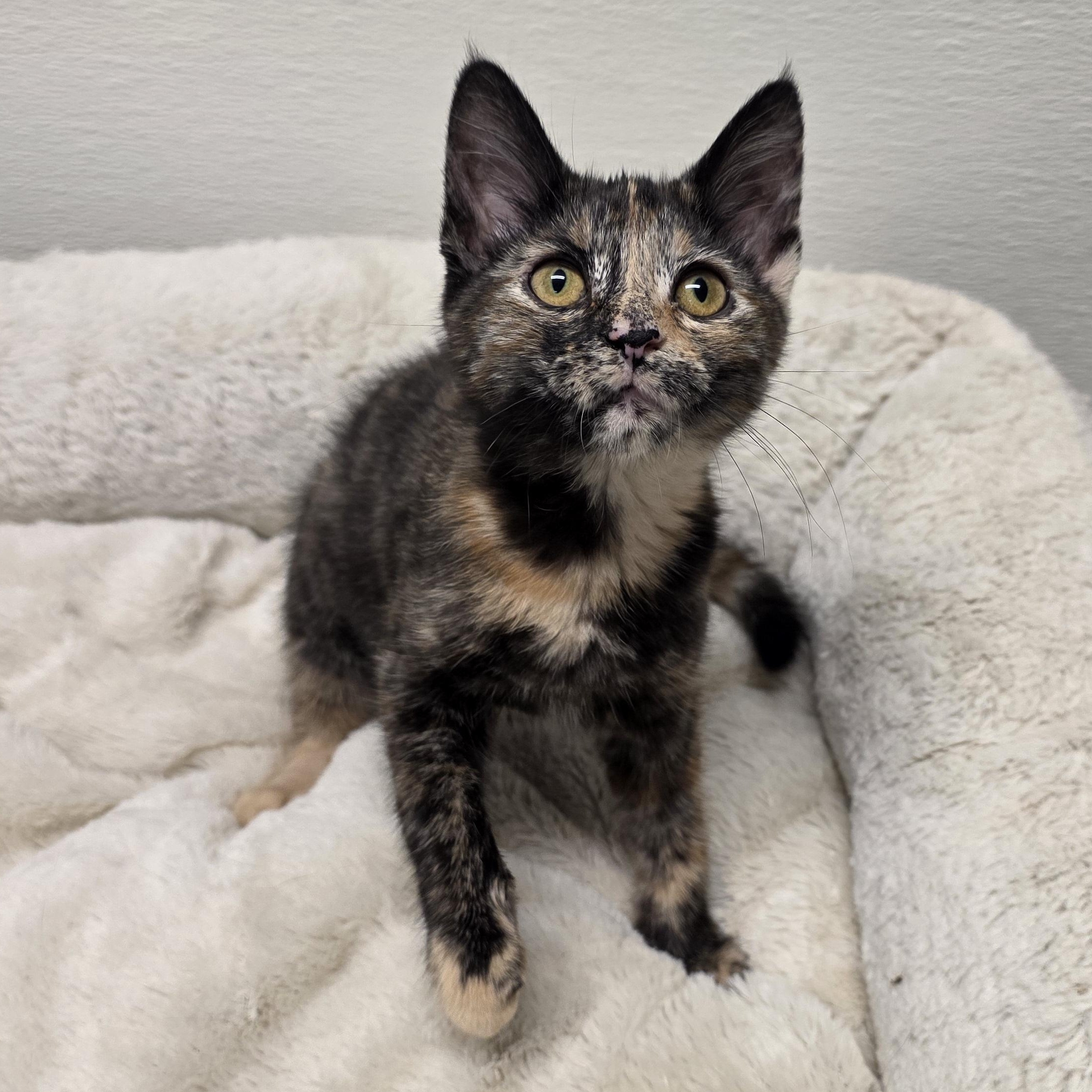 Enlarge Merry, an adopted mixed breed in Greensboro, NC image 4/4