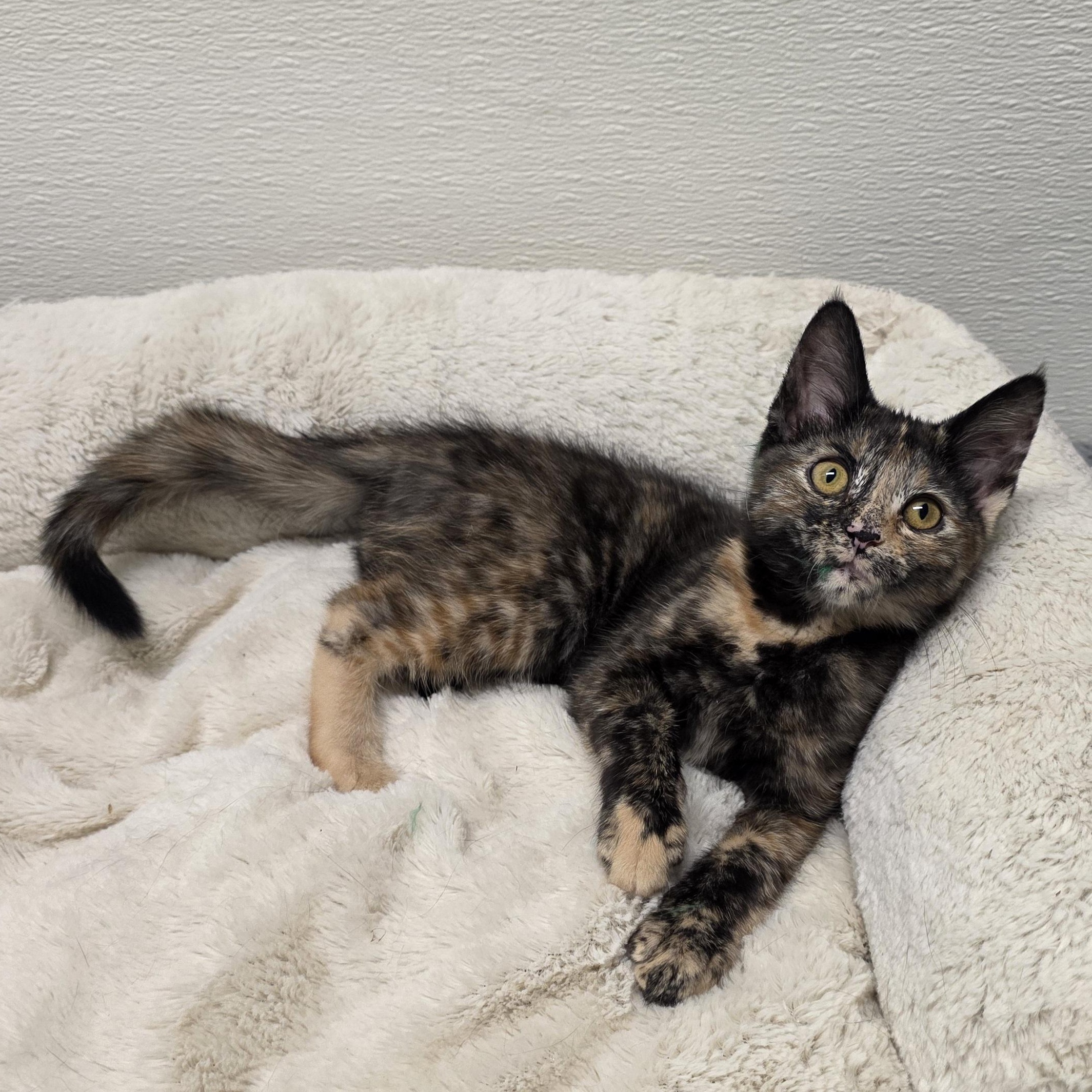 Enlarge Merry, an adopted mixed breed in Greensboro, NC image 2/4