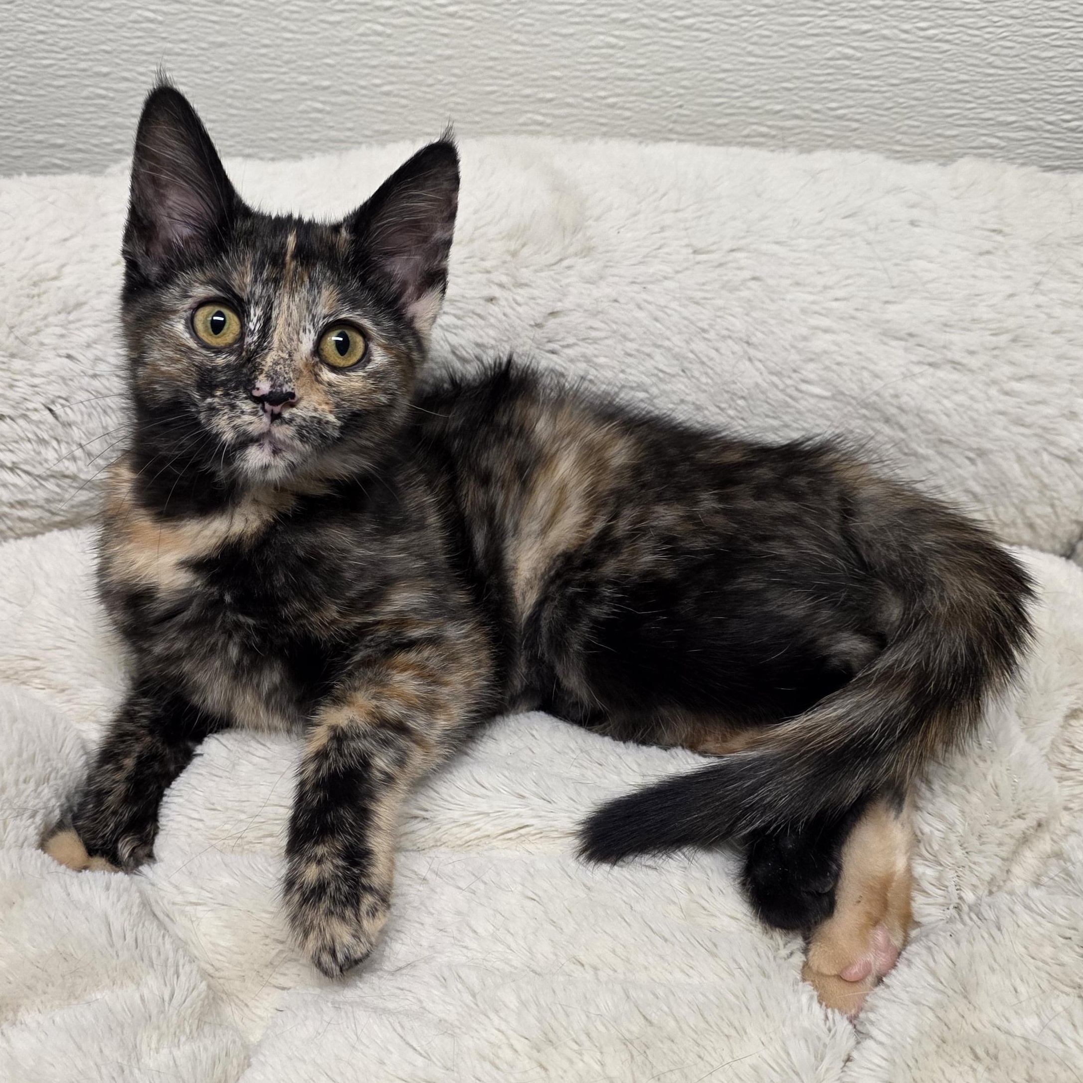 Merry, adopted, Kitten Female Calico & Domestic Short Hair.