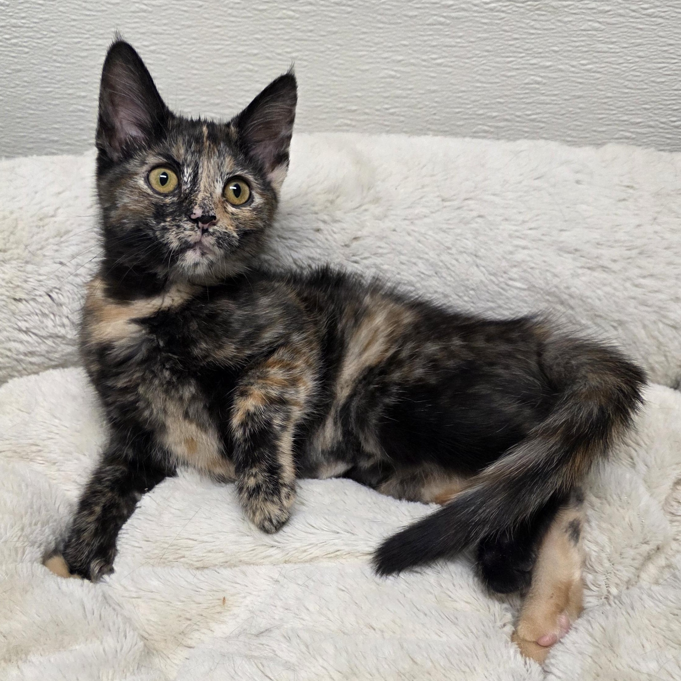 Enlarge Merry, an adopted mixed breed in Greensboro, NC image 3/4