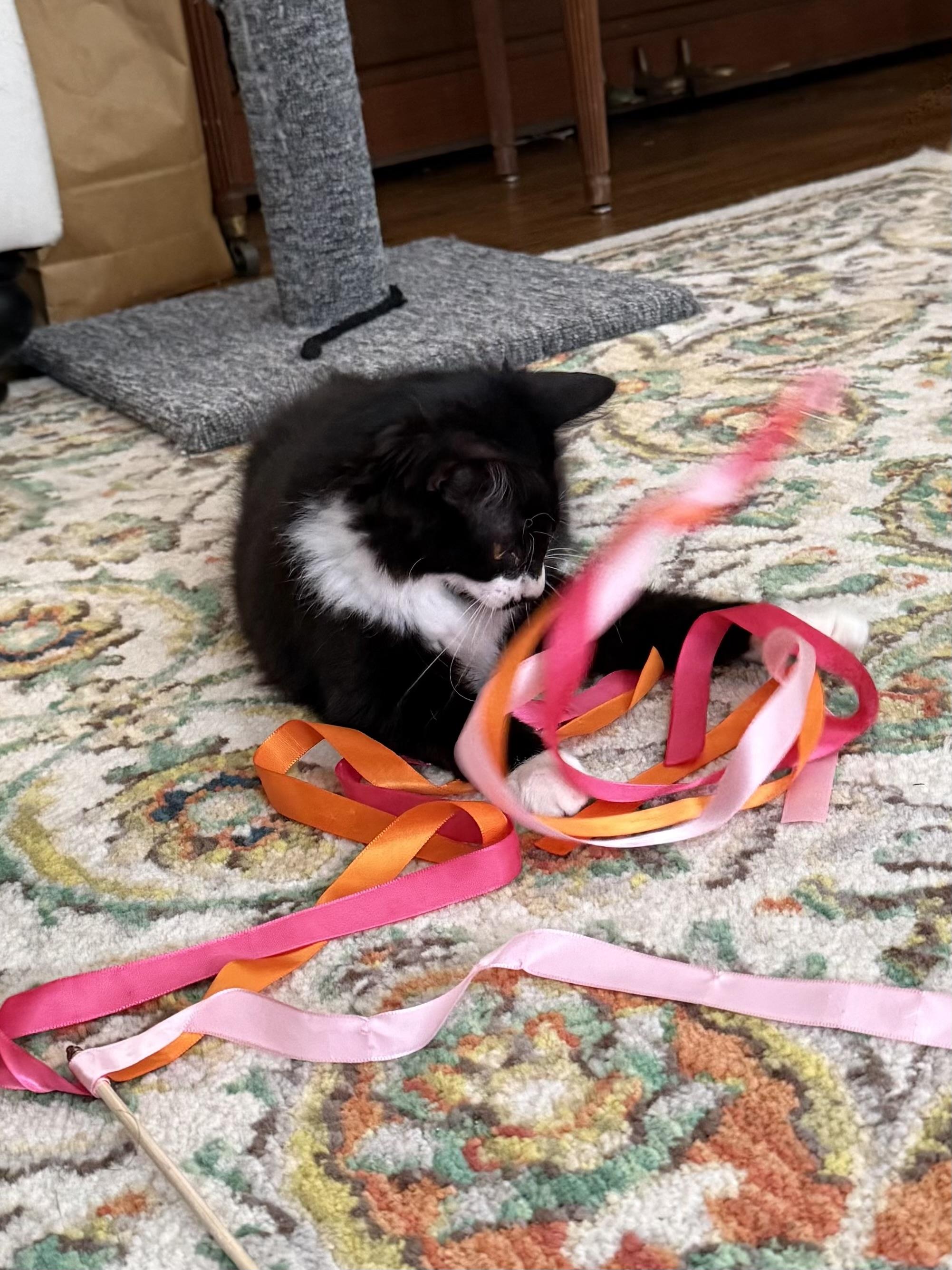 Pong, an adopted mixed breed in Chattanooga, TN image 3/6