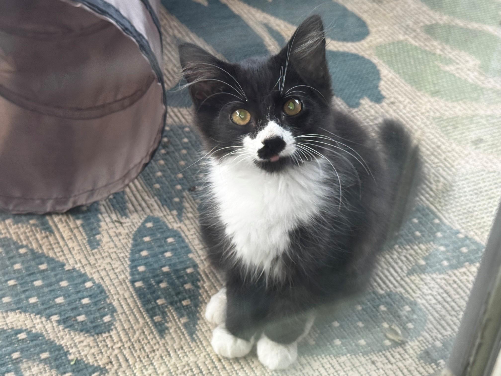 Pong, an adopted mixed breed in Chattanooga, TN image 2/6