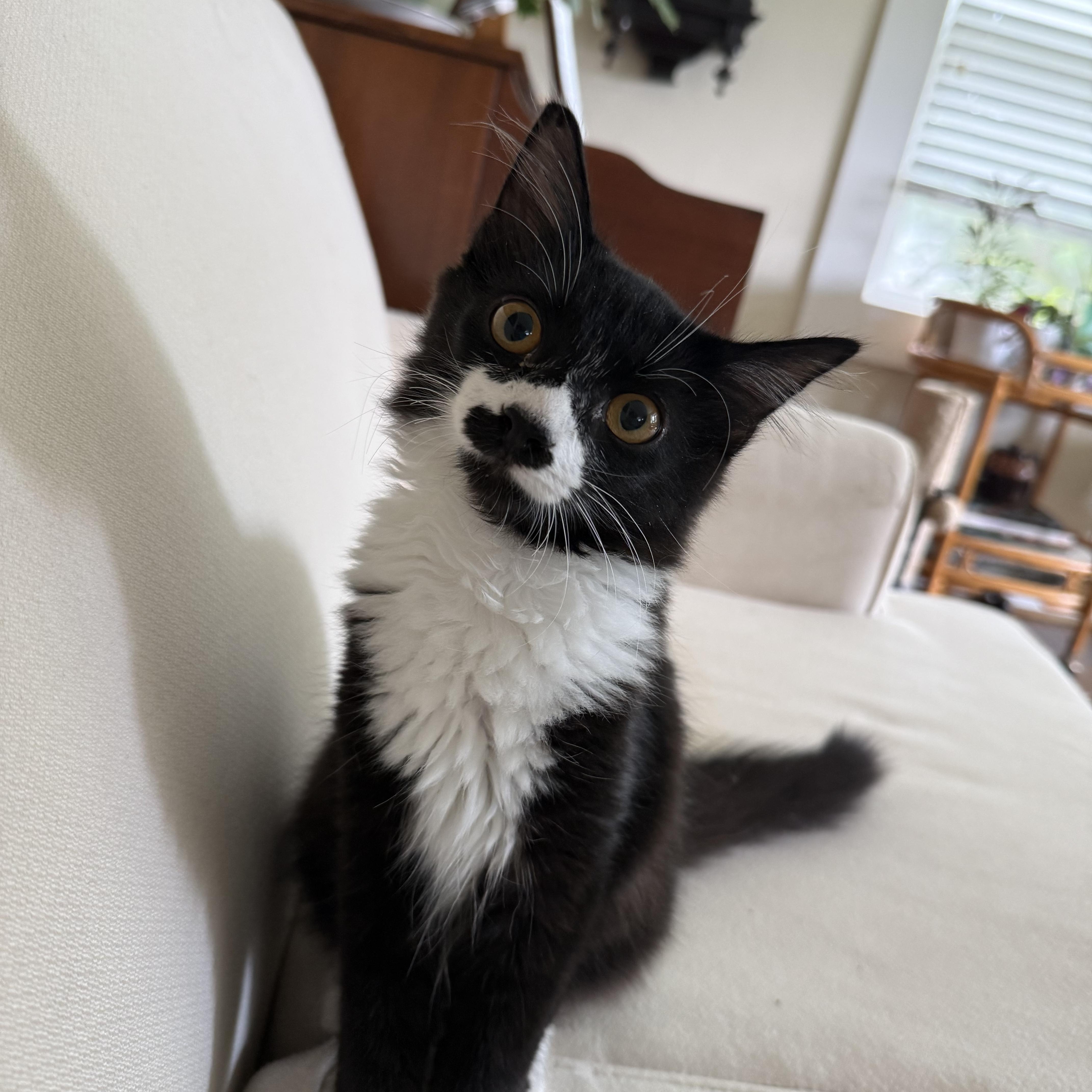 Pong, an adopted mixed breed in Chattanooga, TN image 6/6