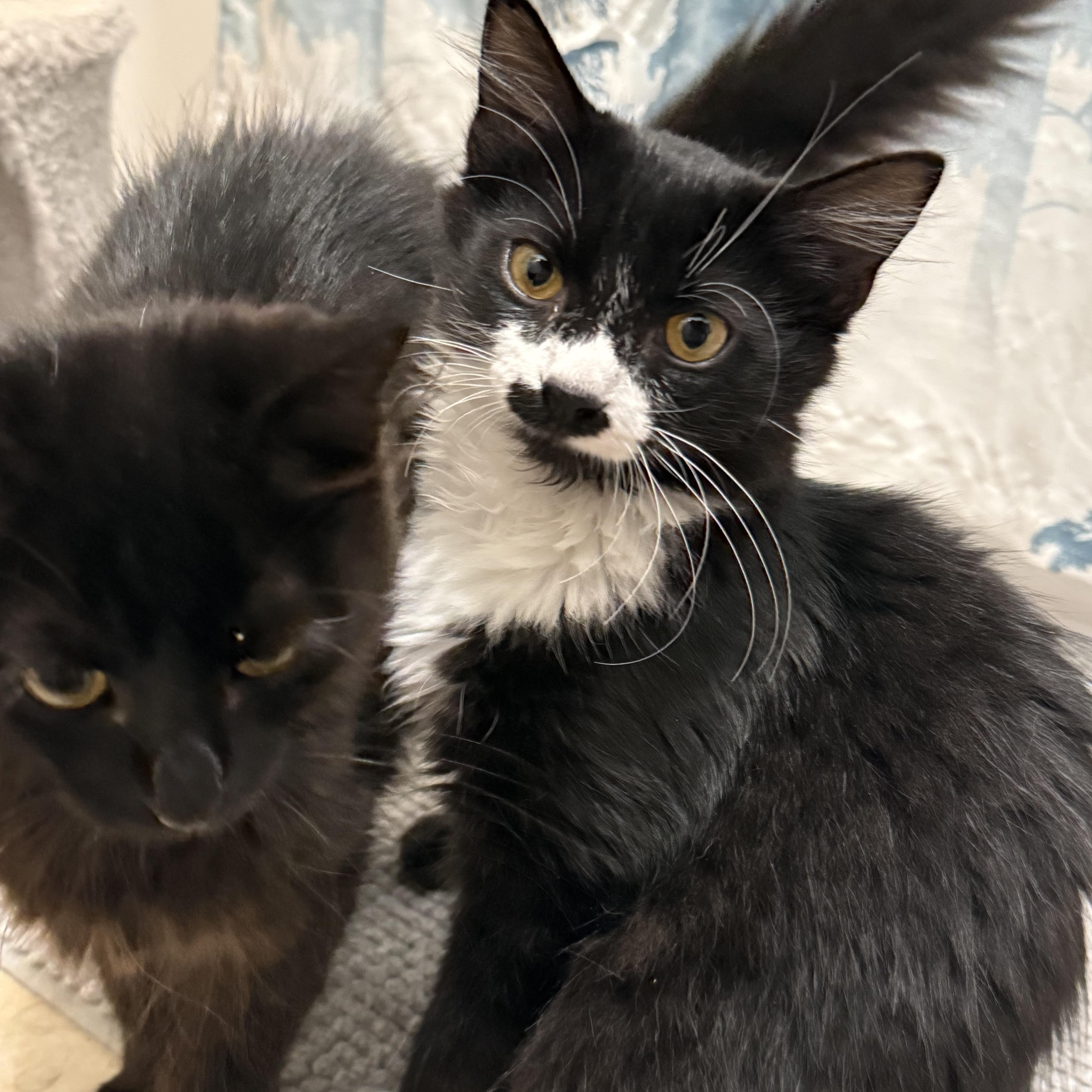 Pong, adopted, Young Male Domestic Medium Hair.