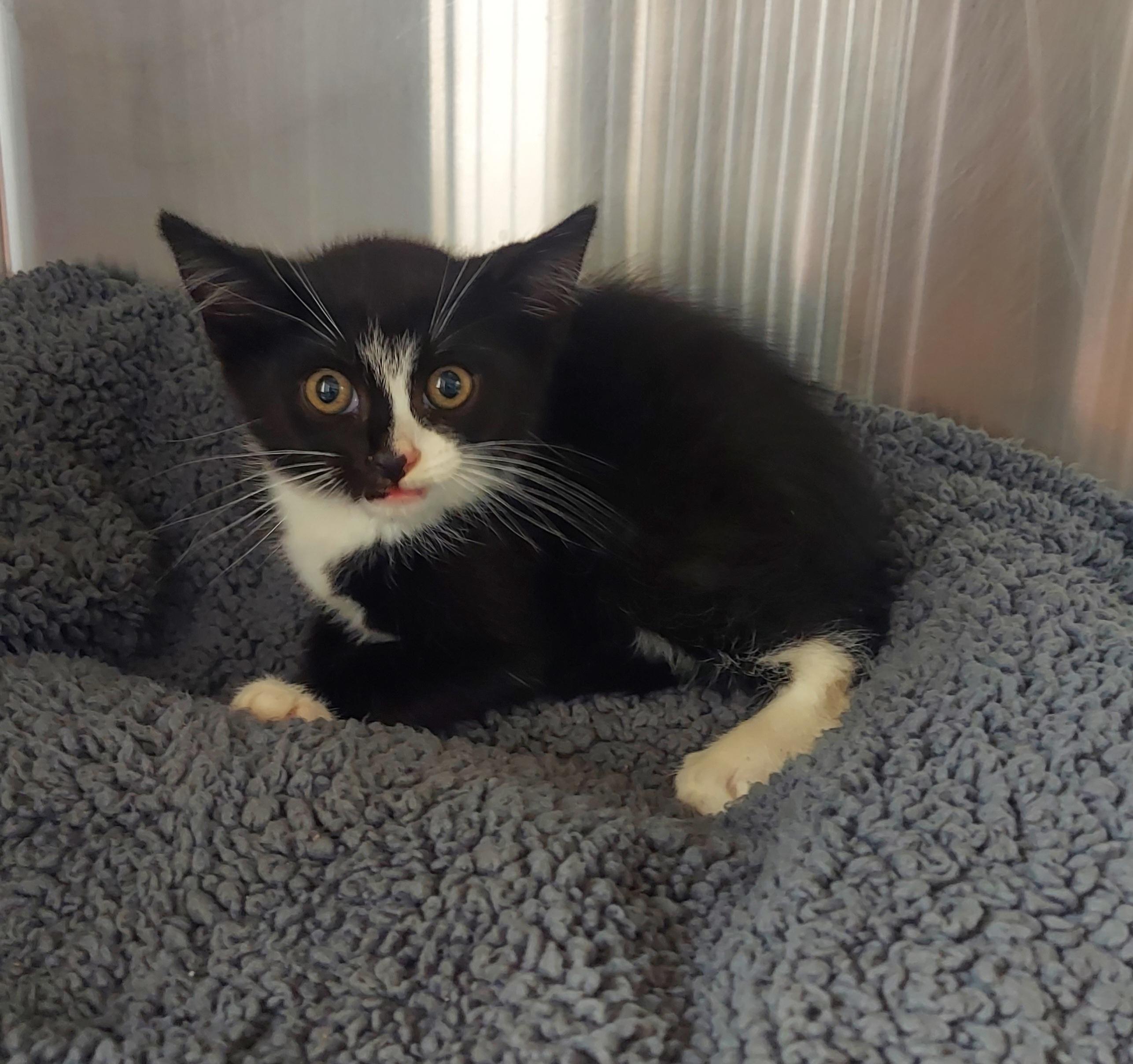 44,48,49, ADOPTABLE, Kitten Male Domestic Short Hair.