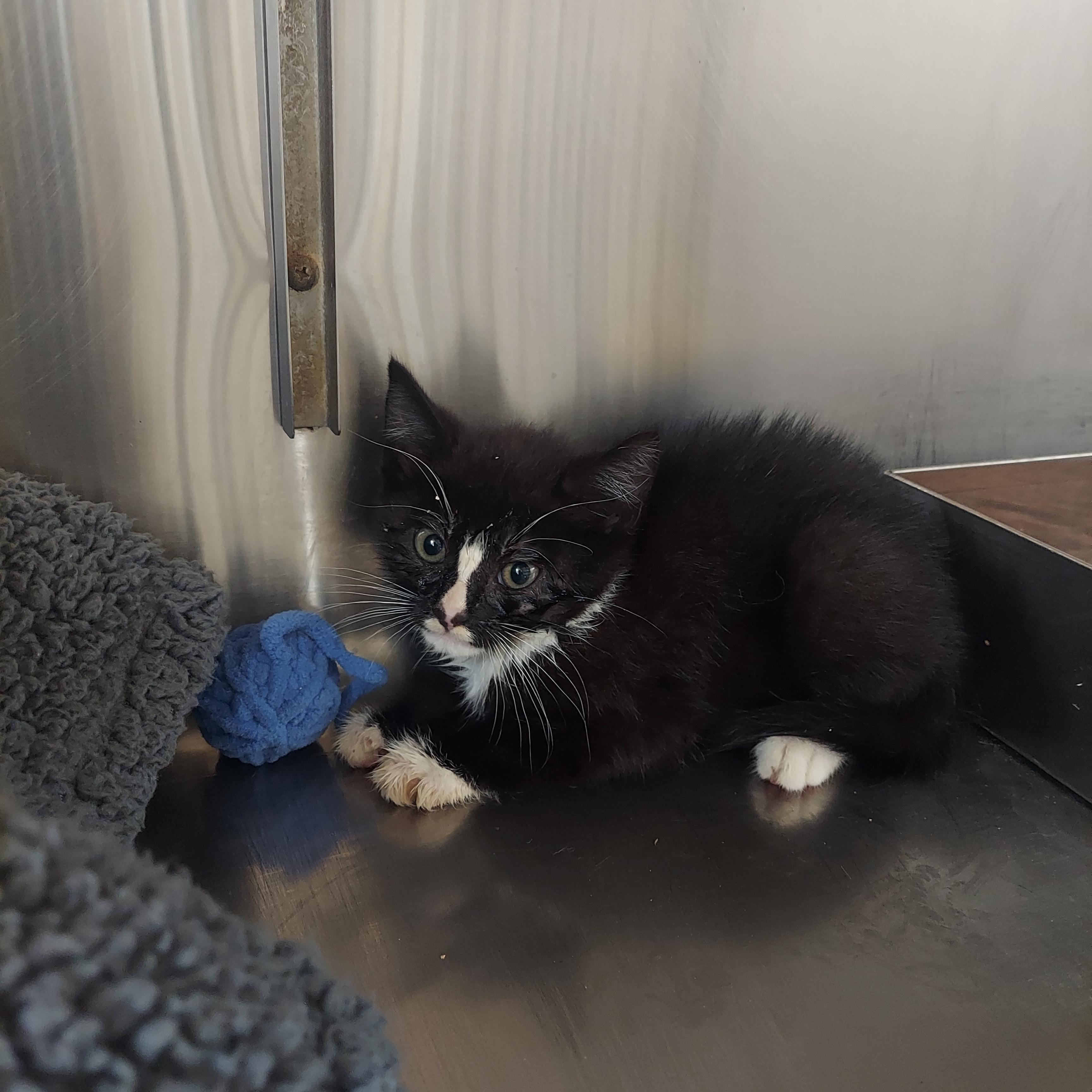 Enlarge 44,48,49, a ADOPTABLE mixed breed in Pawtucket, RI image 2/3