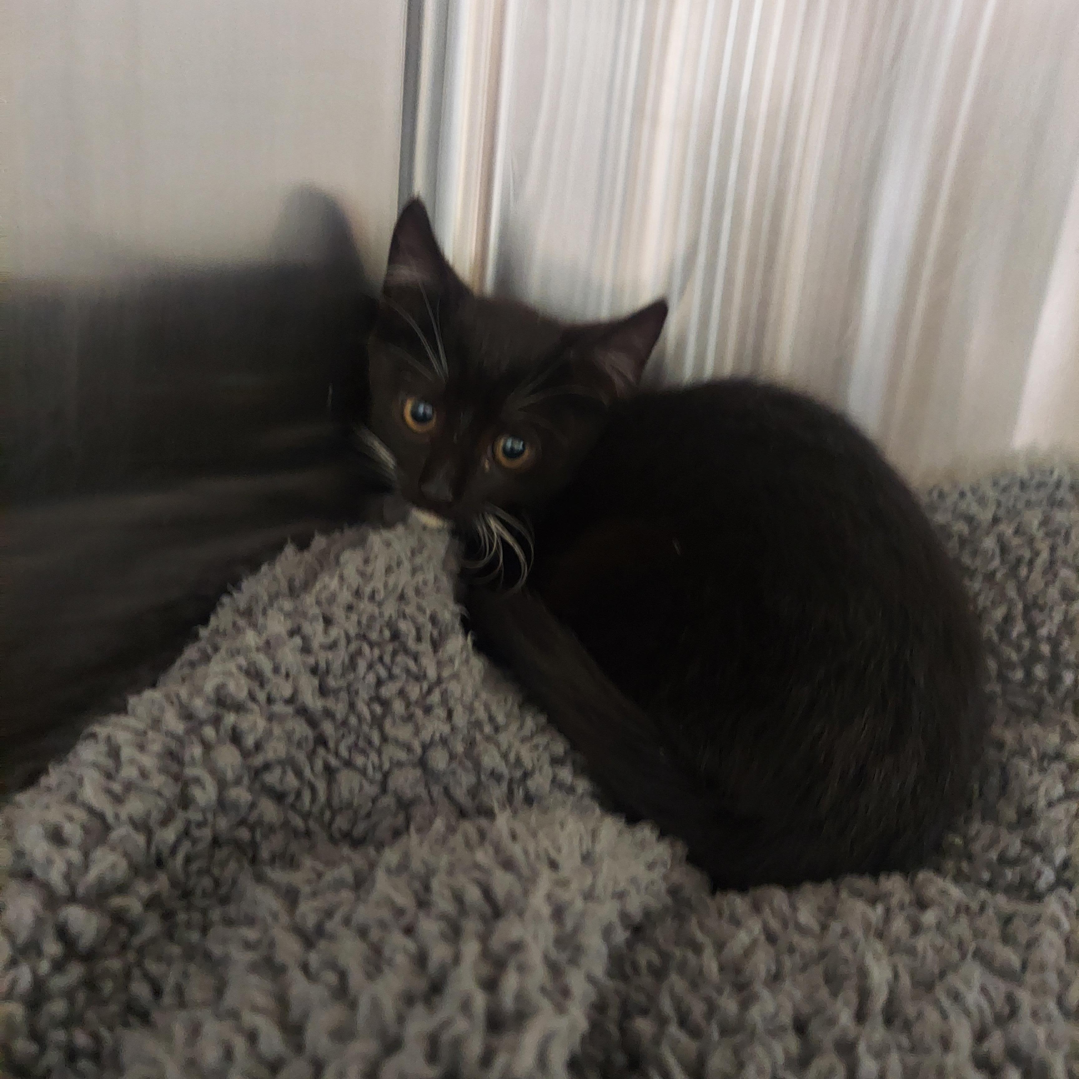 Enlarge 44,48,49, a ADOPTABLE mixed breed in Pawtucket, RI image 3/3