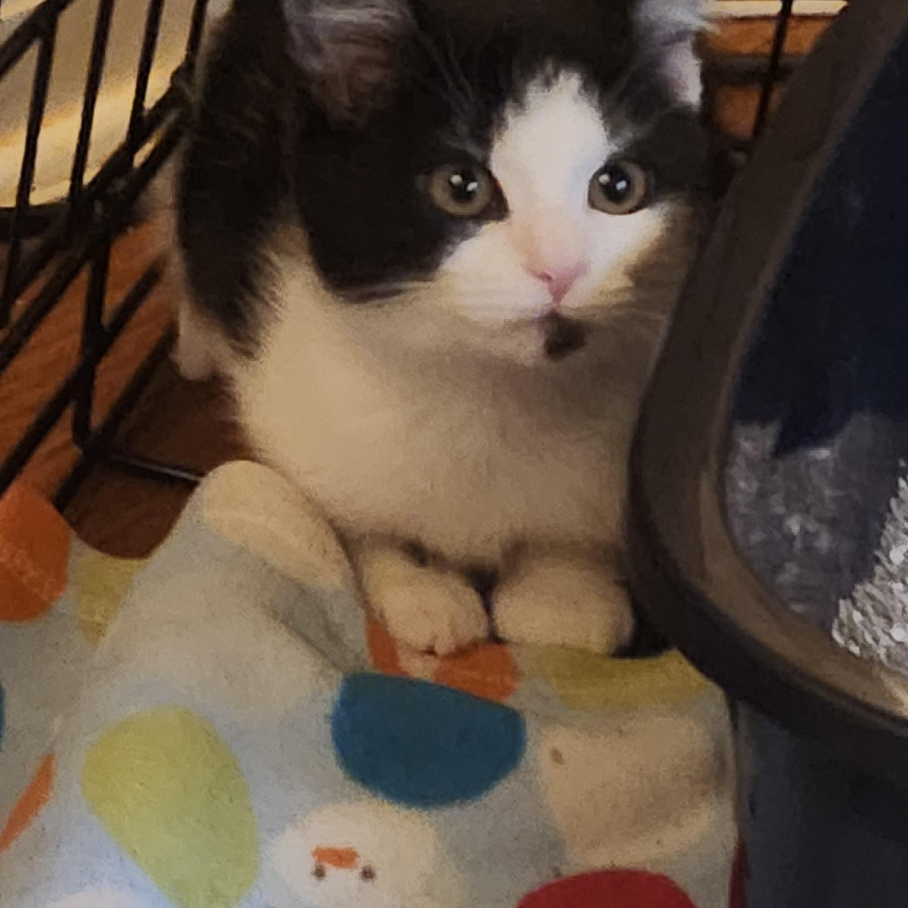 Enlarge RAYA SUNSHINE, an adopted Domestic Short Hair in Troutman, NC image 3/4