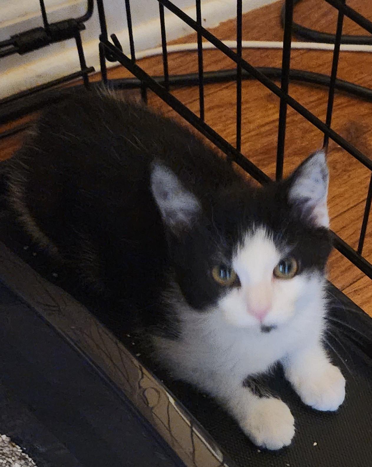RAYA SUNSHINE, adopted, Kitten Female Domestic Short Hair.