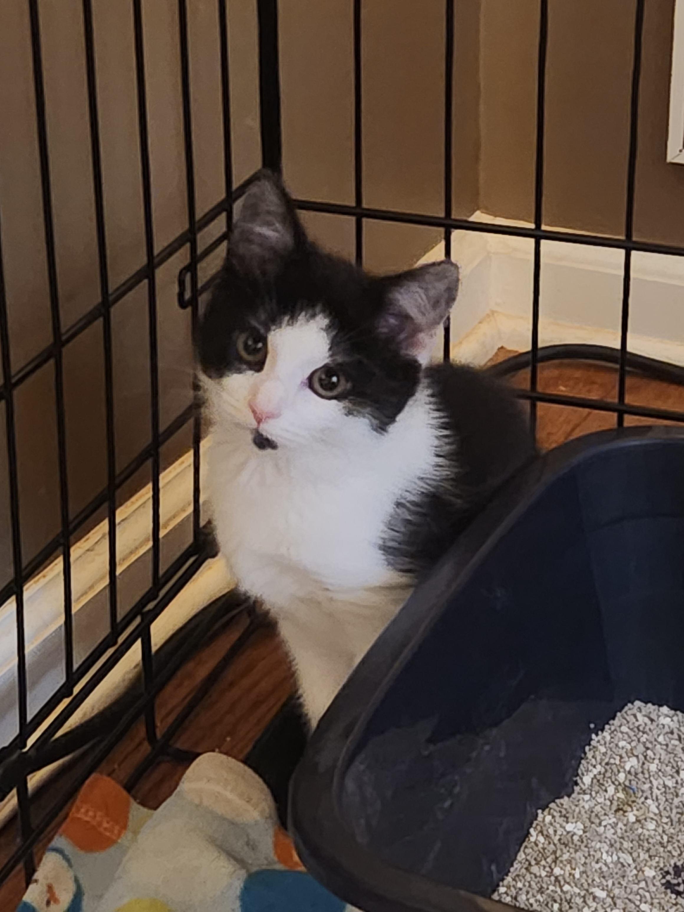 Enlarge RAYA SUNSHINE, an adopted Domestic Short Hair in Troutman, NC image 2/4