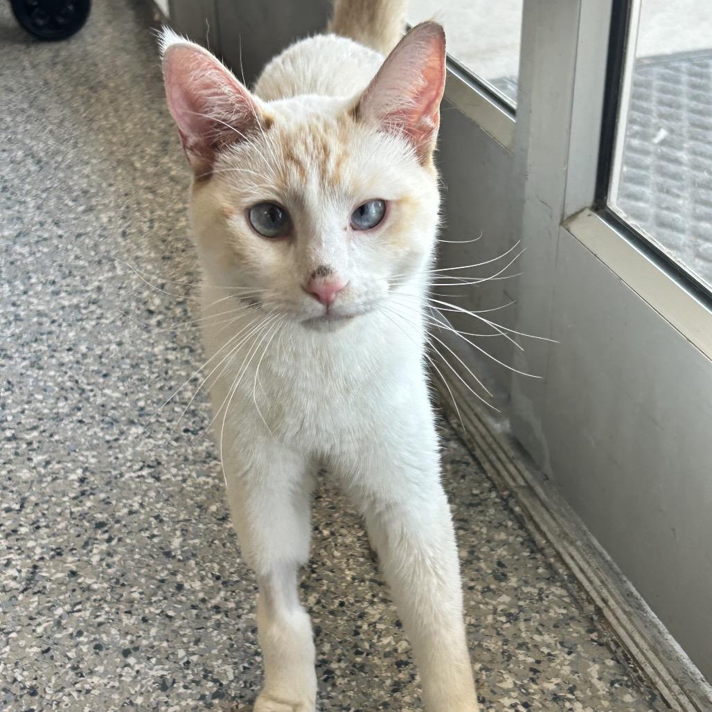 Goose, Adoptable, Young Male Siamese.