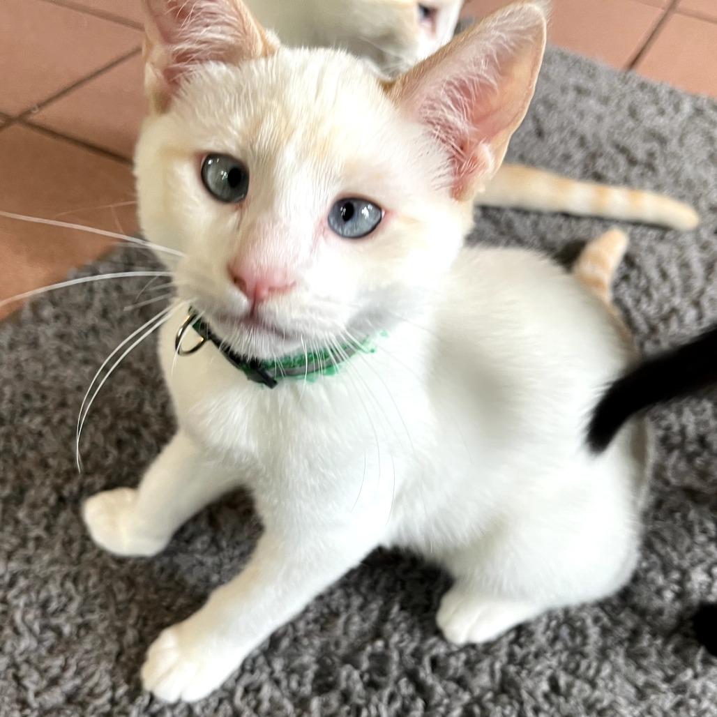 Goose, a Adoptable Siamese in Nashville, TN image 2/2