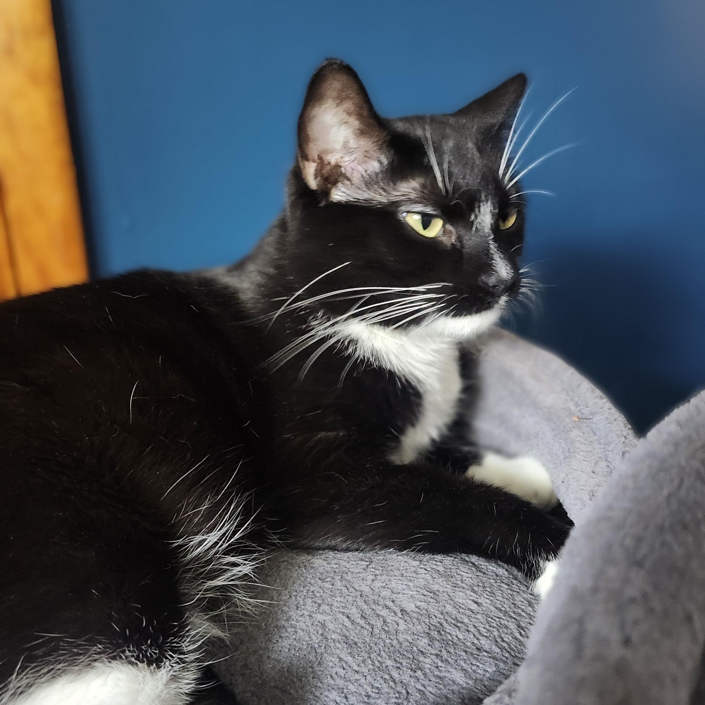 Enlarge Siren, a Adoptable mixed breed in Tulsa, OK image 2/2