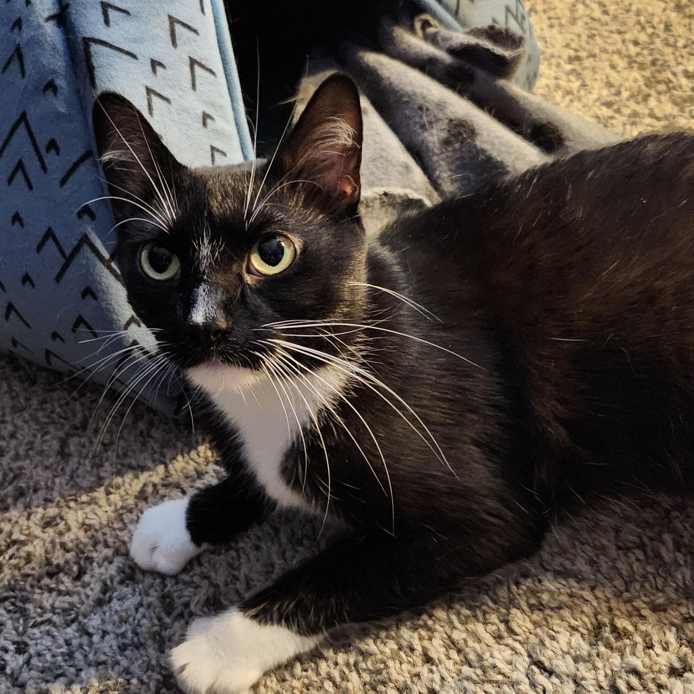 Siren, Adoptable, Adult Female Tuxedo & Domestic Short Hair.