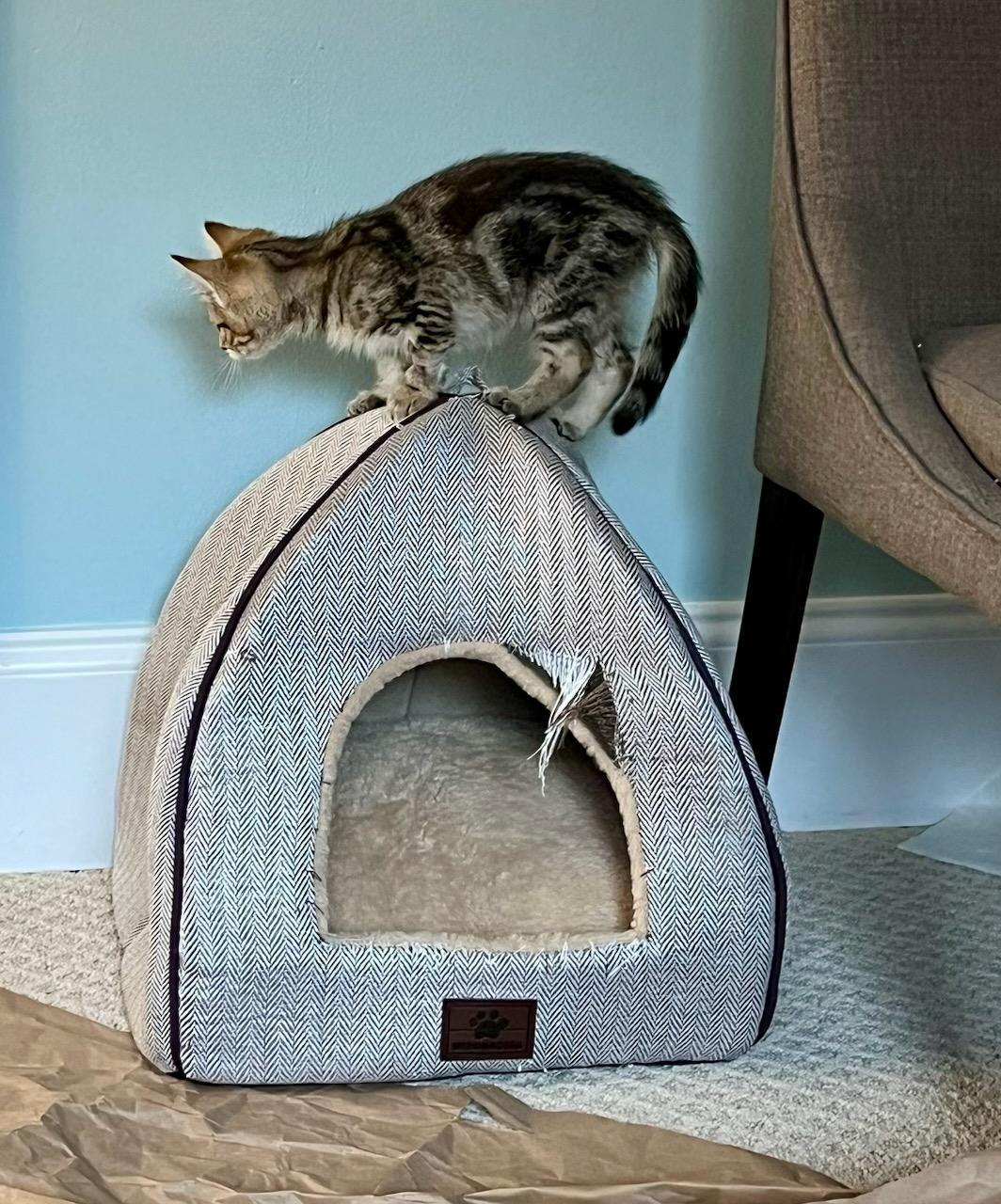 Acorn bonded with Pumpkin, Adoptable, Kitten Female Domestic Short Hair.