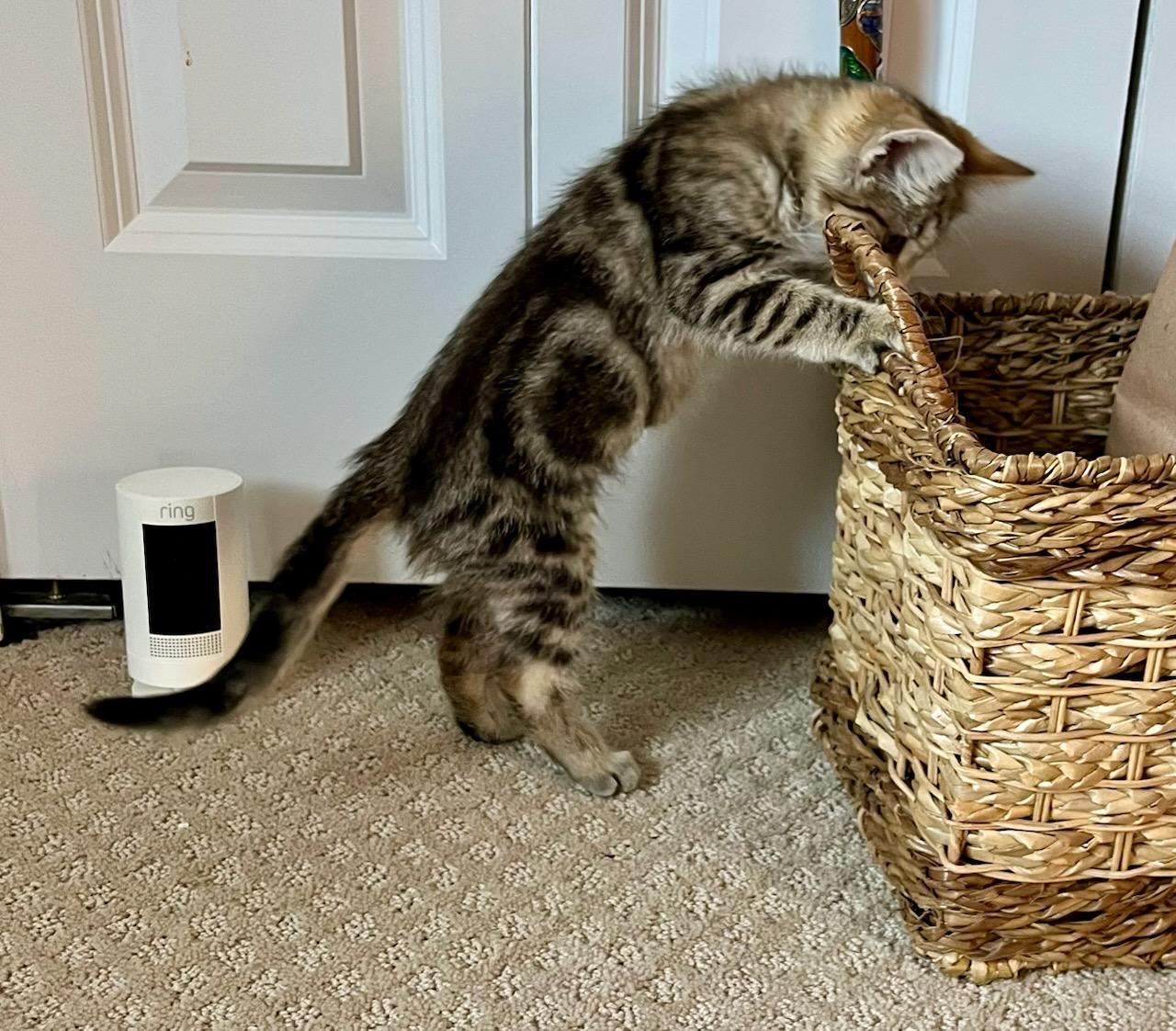 Acorn bonded with Pumpkin, a Adoptable Domestic Short Hair in Ellicott City, MD image 3/4