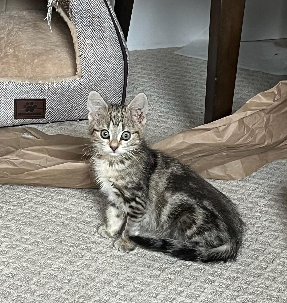 Acorn bonded with Pumpkin, a Adoptable Domestic Short Hair in Ellicott City, MD image 2/4