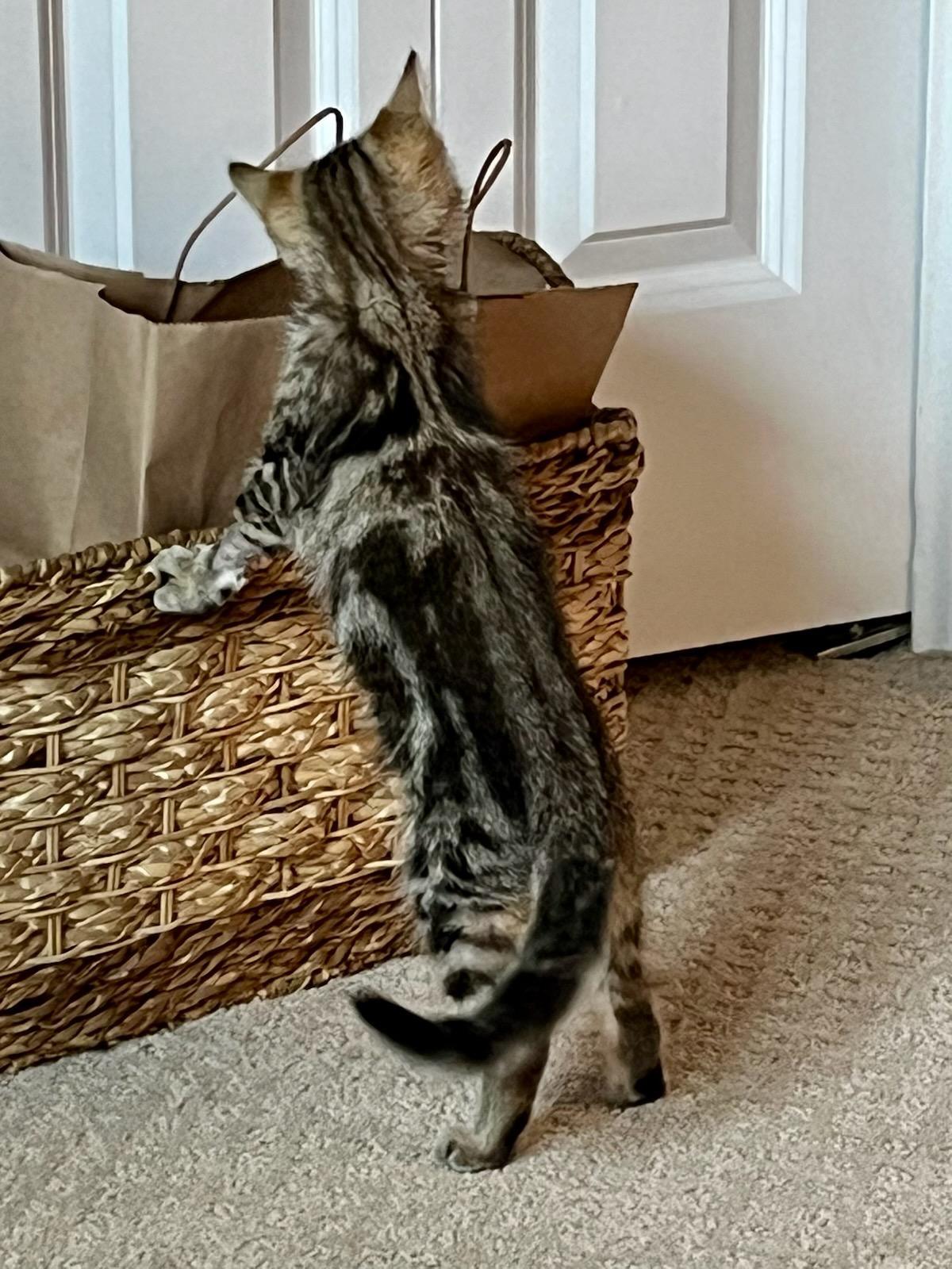 Acorn bonded with Pumpkin, a Adoptable Domestic Short Hair in Ellicott City, MD image 4/4