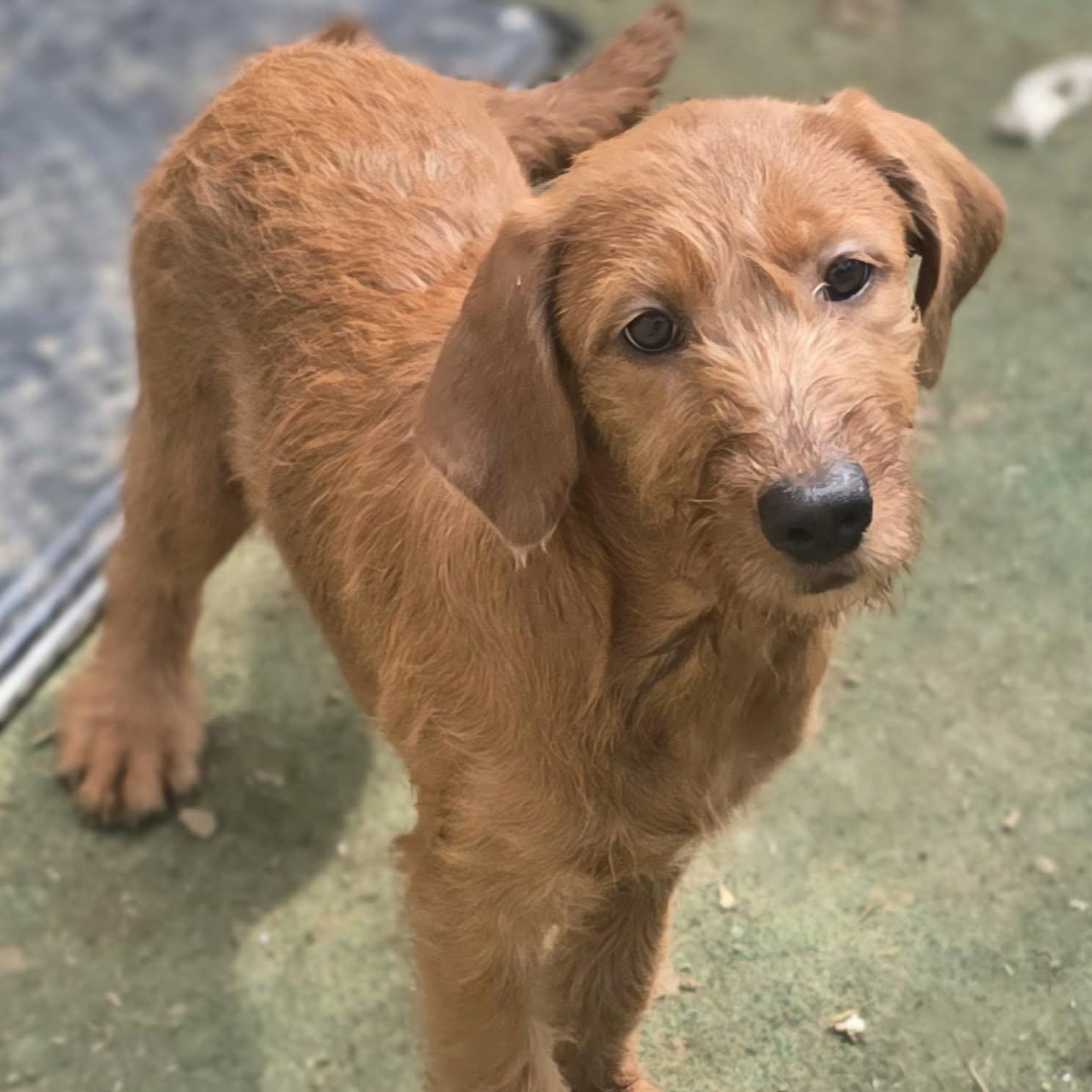Enlarge Cliff, a Adoptable mixed breed in Griswold , CT image 3/4