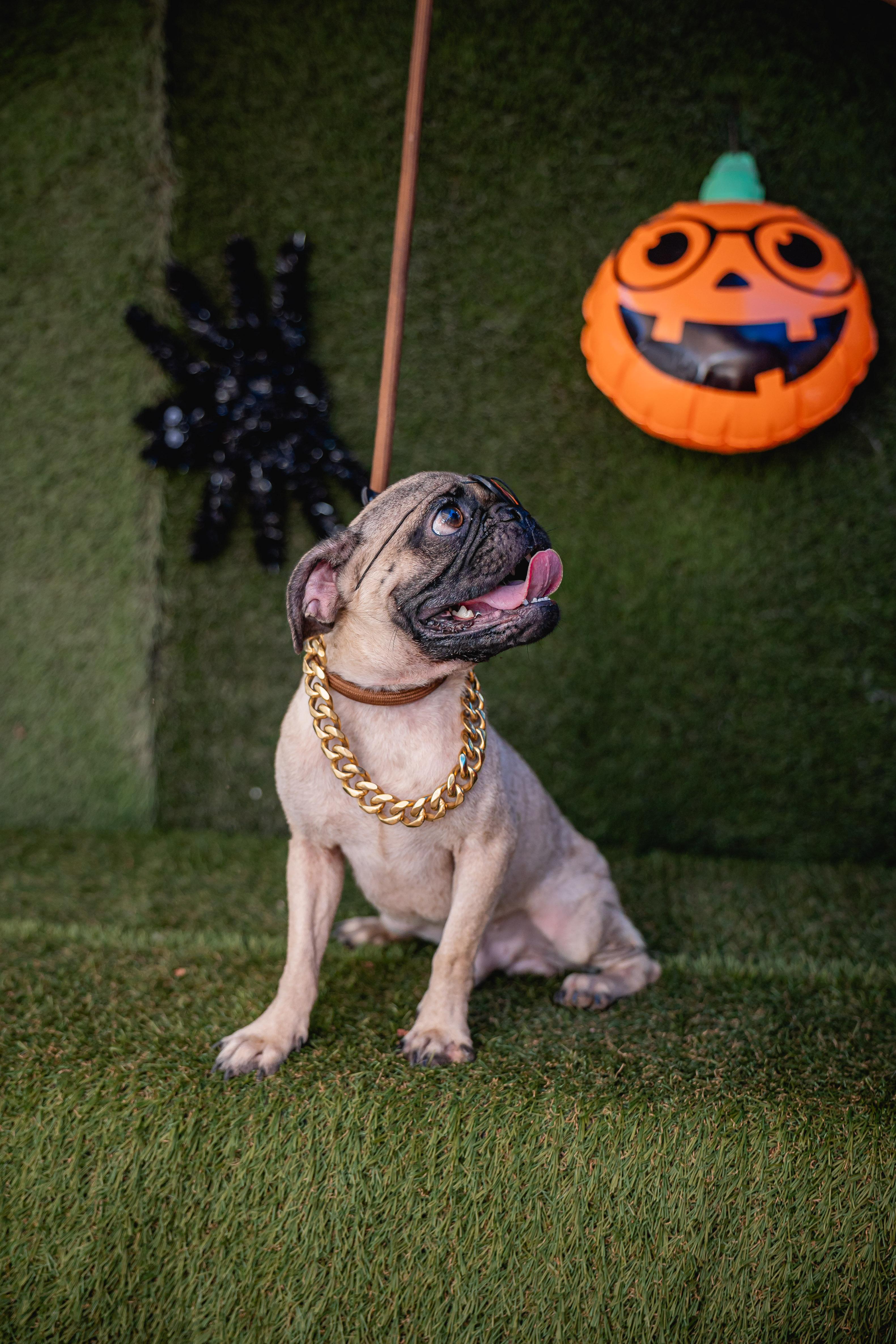 Bingo, ADOPTABLE, Young Male Pug.