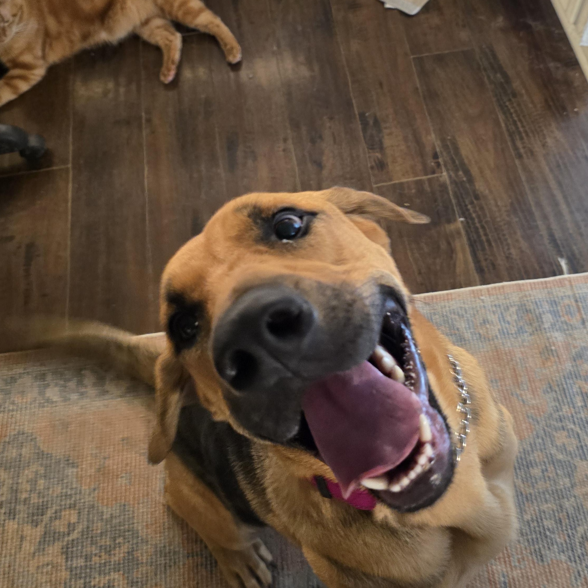 Enlarge Molly, an adopted mixed breed in Austin, AR image 2/4