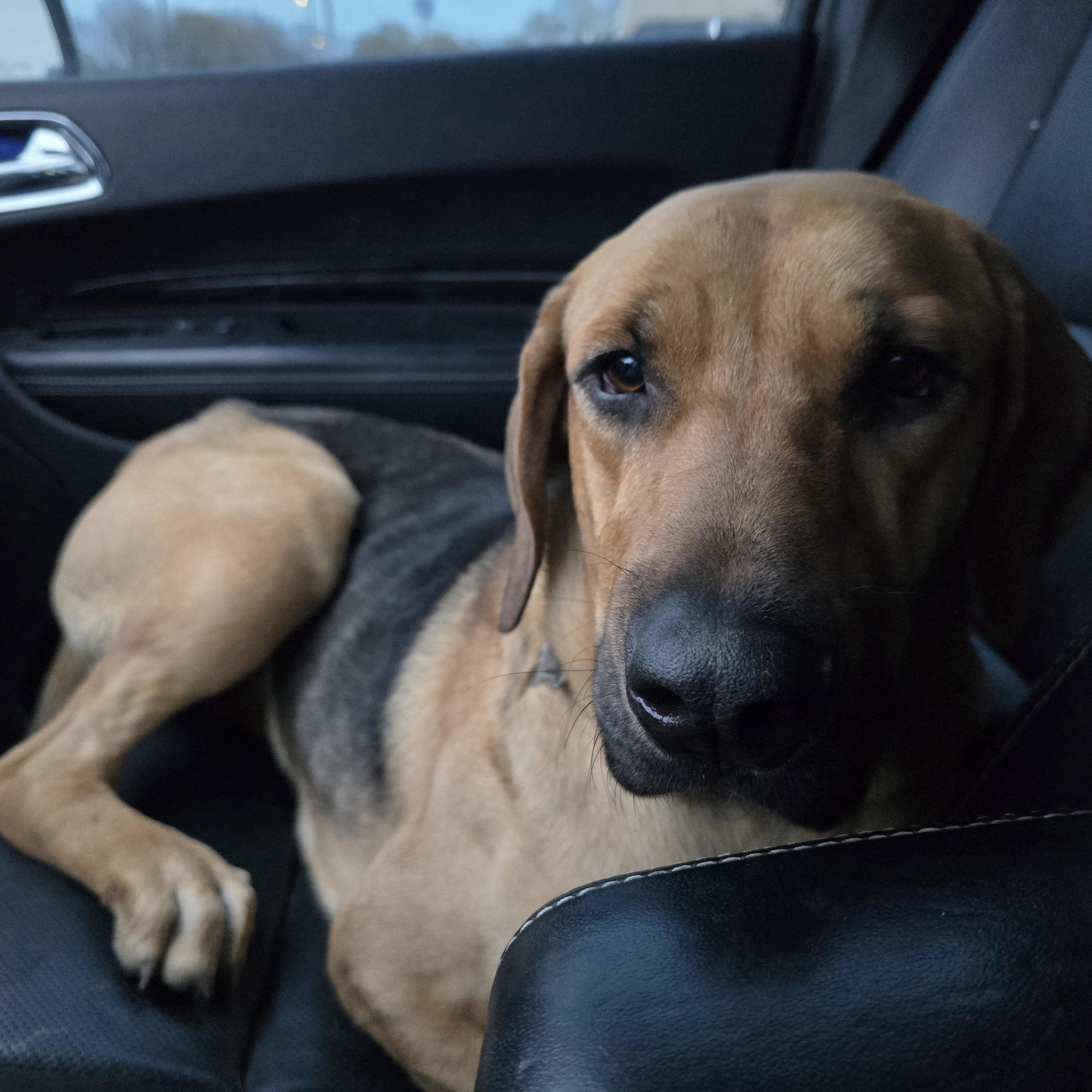 Enlarge Molly, an adopted mixed breed in Austin, AR image 4/4