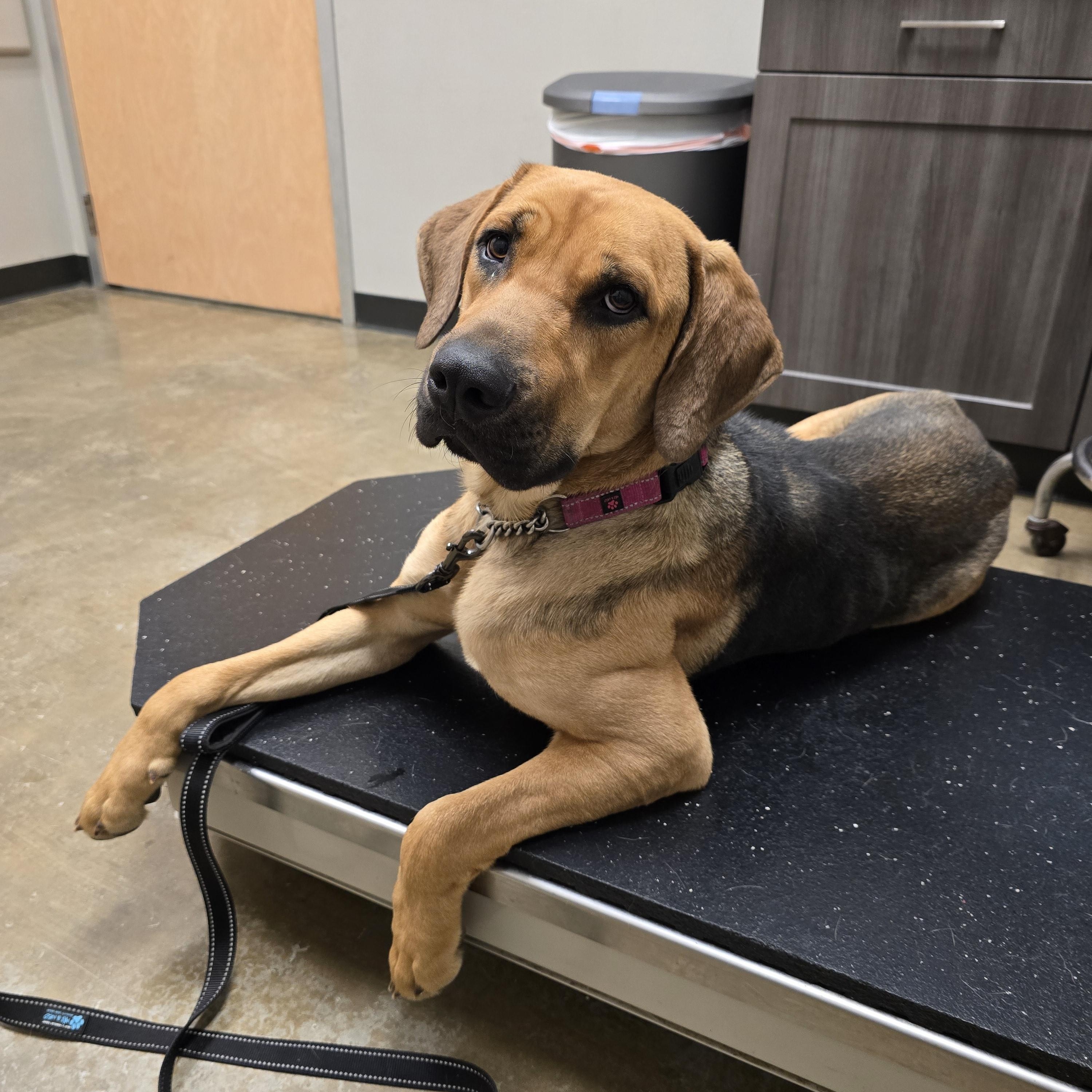 Molly, adopted, Young Female Bloodhound.