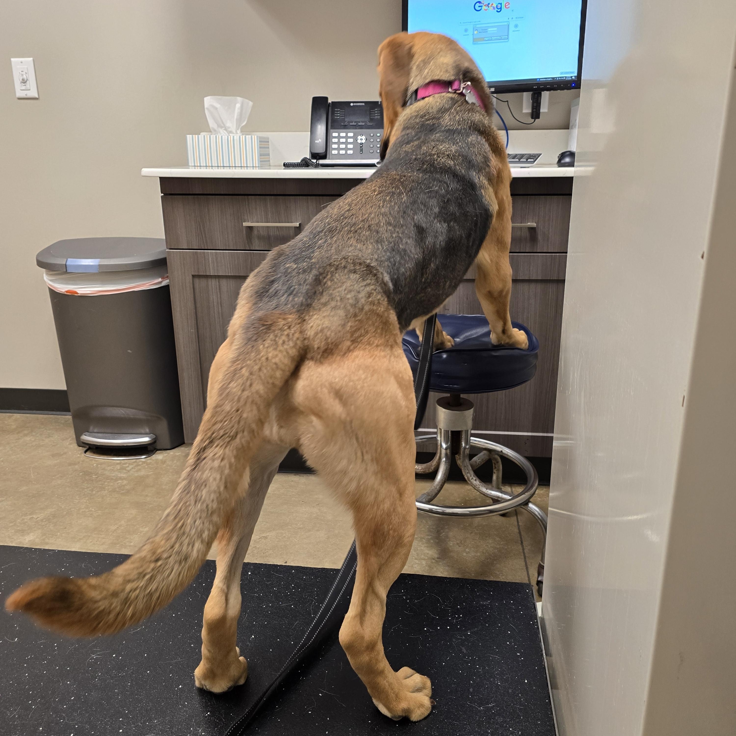 Enlarge Molly, an adopted mixed breed in Austin, AR image 3/4