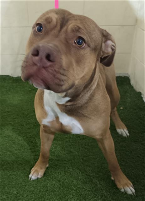 Enlarge BELLA, a Adoptable mixed breed in Winter Haven, FL image 1/1