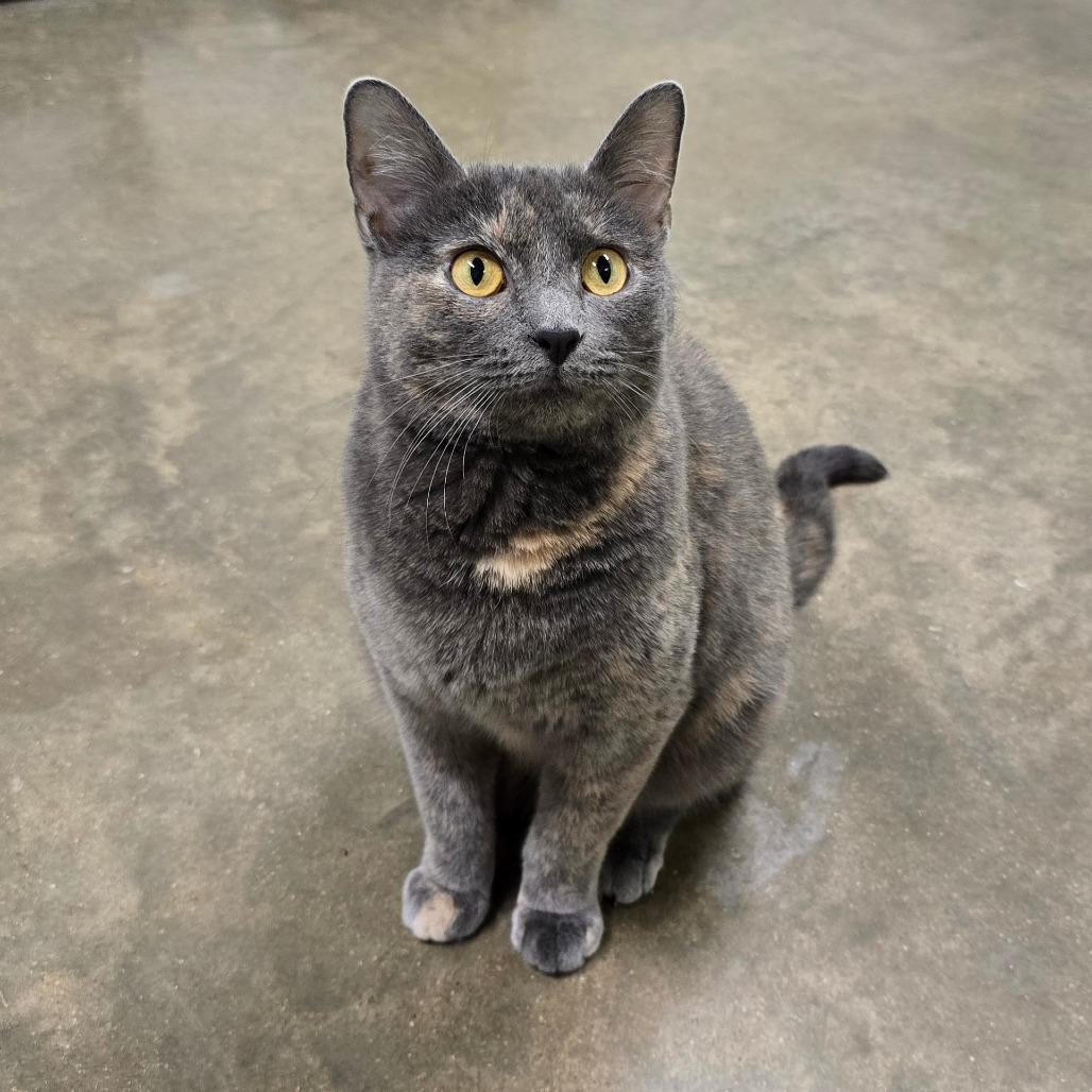 Hera, Adoptable, Adult Female Domestic Short Hair.