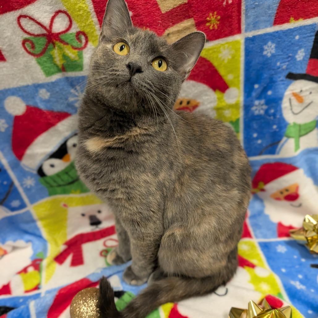 Hera, Adoptable, Young Female Domestic Short Hair.