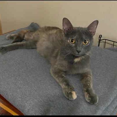 Enlarge Hera, a Adoptable mixed breed in Jasper, IN image 3/5