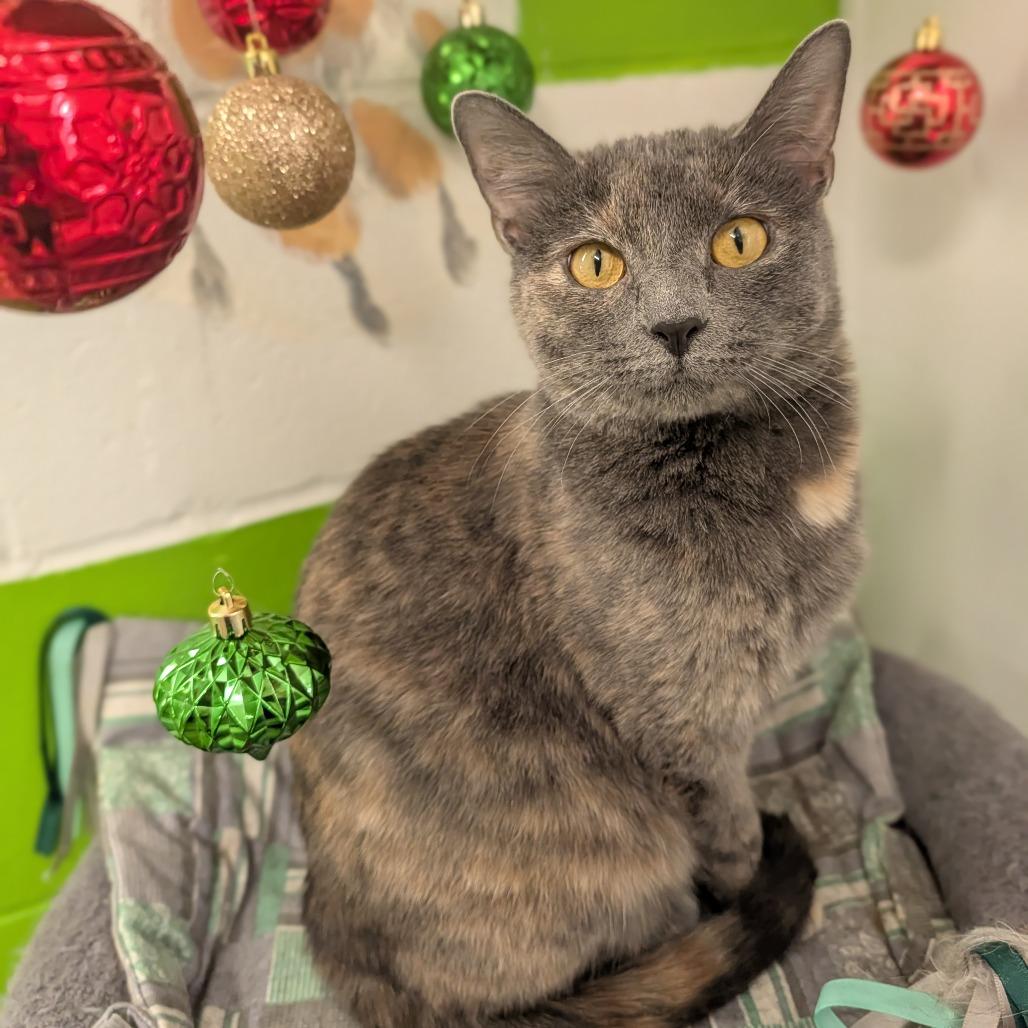 Enlarge Hera, a Adoptable mixed breed in Jasper, IN image 4/5