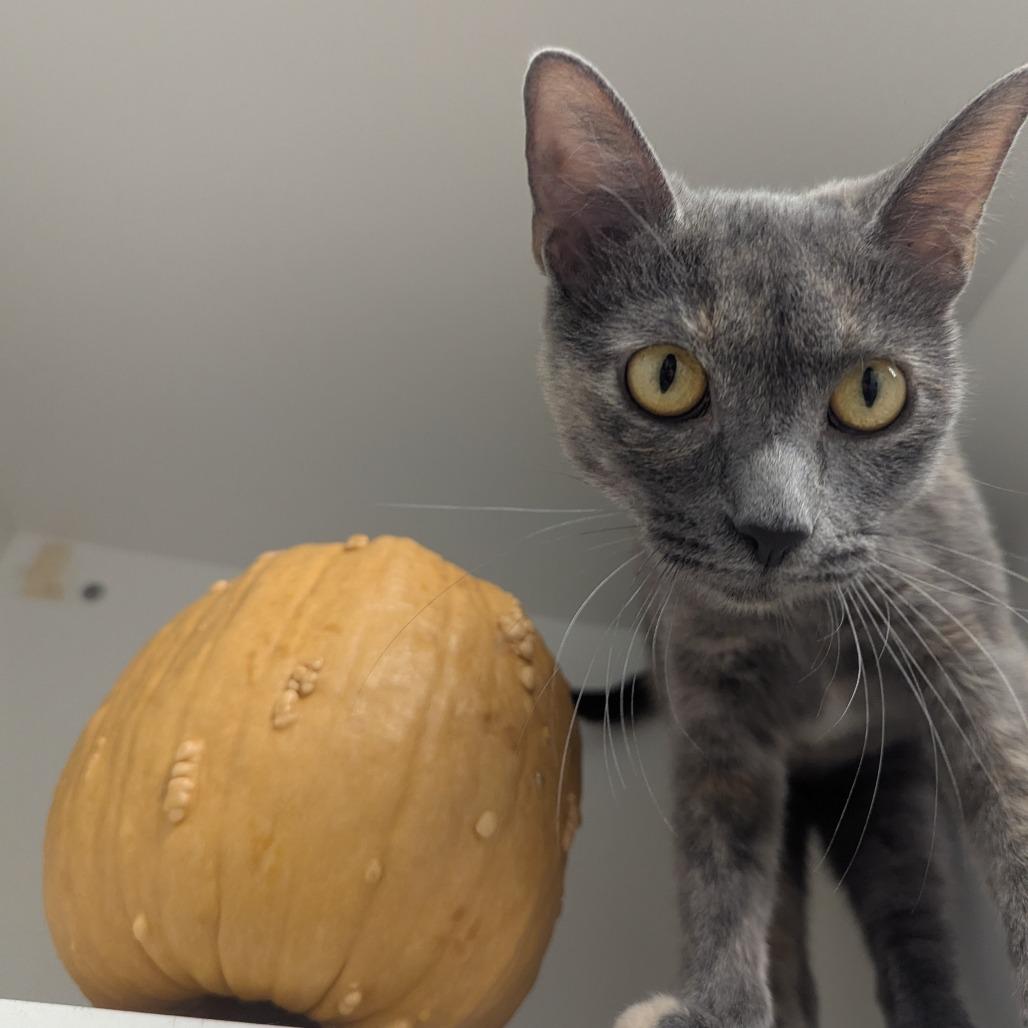 Enlarge Hera, a Adoptable mixed breed in Jasper, IN image 5/5