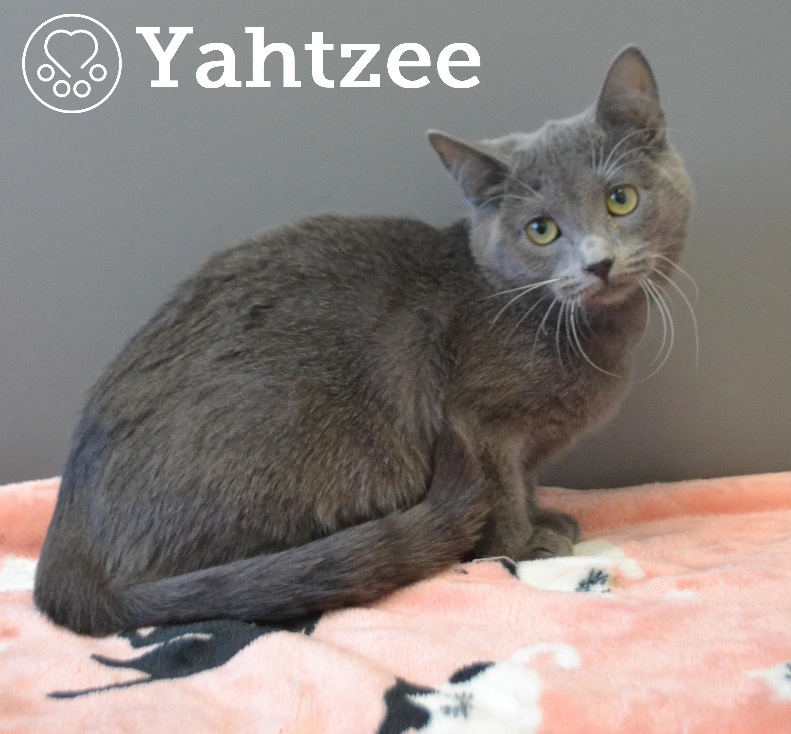 Yahtzee, ADOPTABLE, Kitten Female Domestic Short Hair.