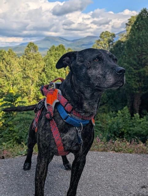 Ozzy, adopted, Senior Male Mixed Breed.