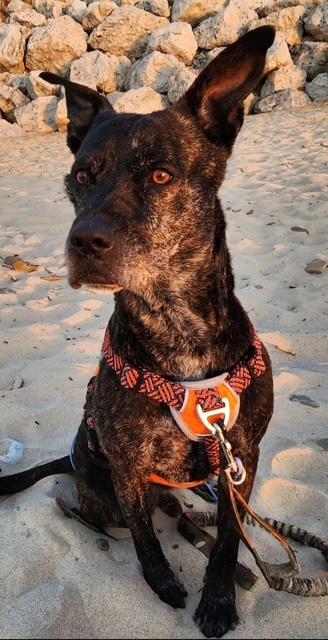 Ozzy, a Adoptable Mixed Breed in Blue Island, IL image 2/3