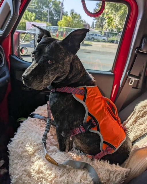 Ozzy, adopted, Senior Male Mixed Breed.