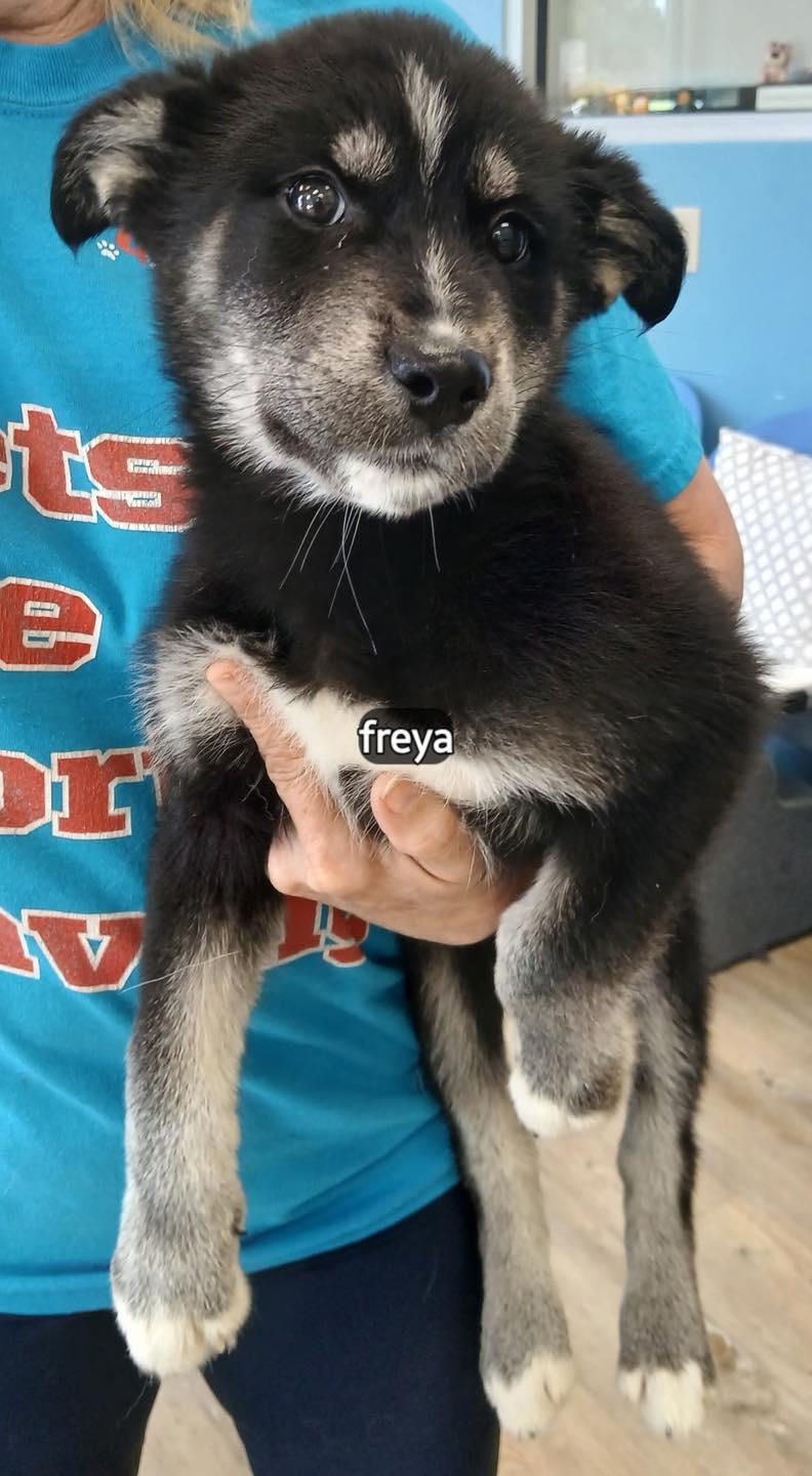 Enlarge Freya #2935, a ADOPTABLE mixed breed in Benbrook, TX image 1/1