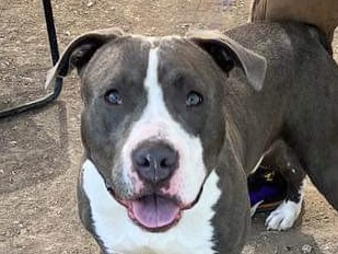 Enlarge Gilbert, a Adoptable Mixed Breed in Georgetown, TX image 1/1