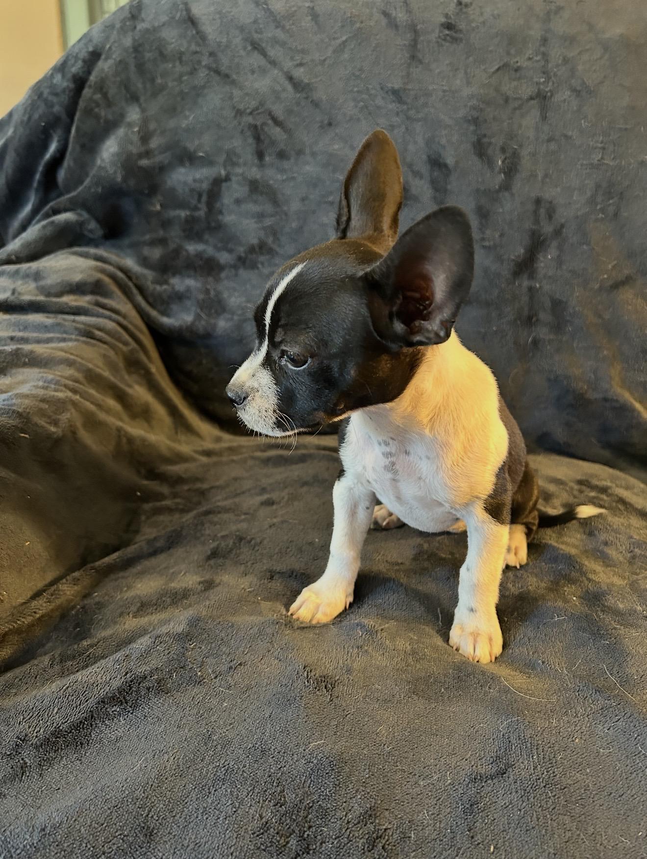 Enlarge Chihuahua Puppies - Josey & Freddy, a ADOPTABLE Chihuahua in Rancho Cucamonga , CA image 2/4
