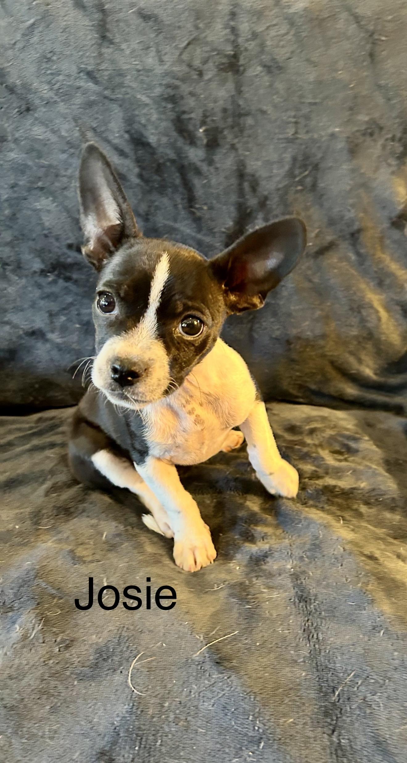 Enlarge Chihuahua Puppies - Josey & Freddy, a ADOPTABLE Chihuahua in Rancho Cucamonga , CA image 1/4
