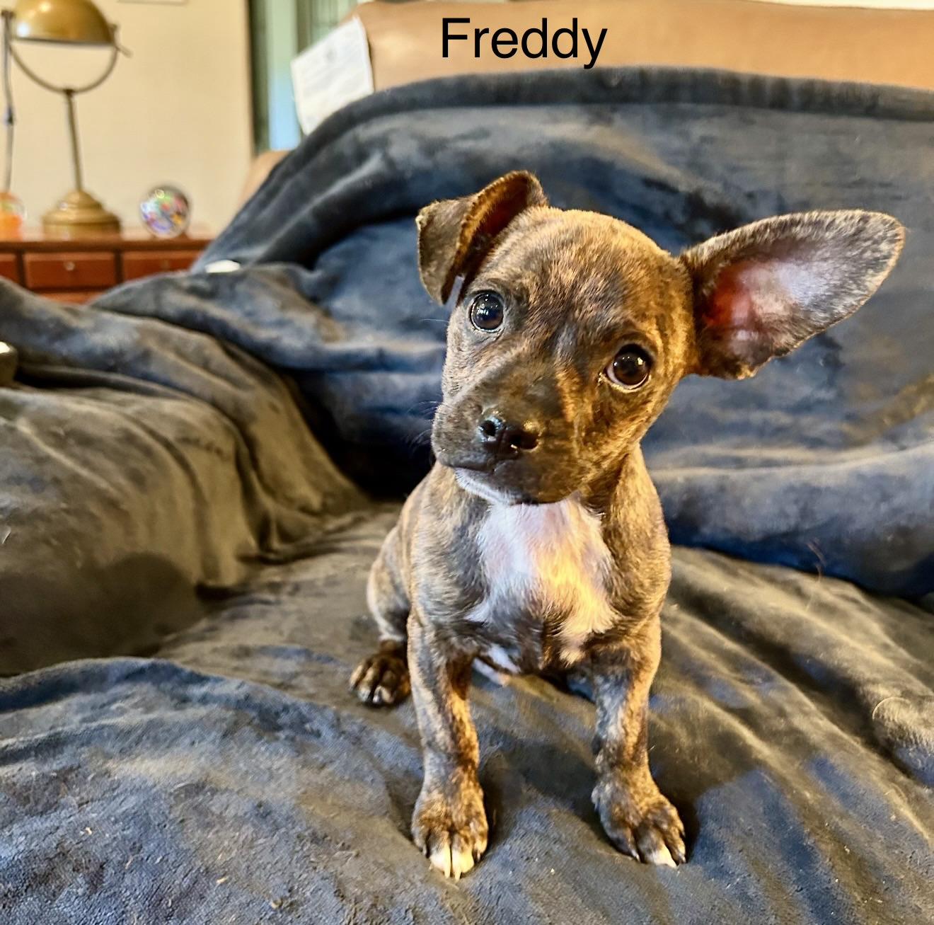 Enlarge Chihuahua Puppies - Josey & Freddy, a ADOPTABLE Chihuahua in Rancho Cucamonga , CA image 3/4