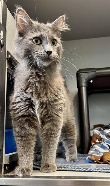 MARK, Adoptable, Adult Male Domestic Long Hair.