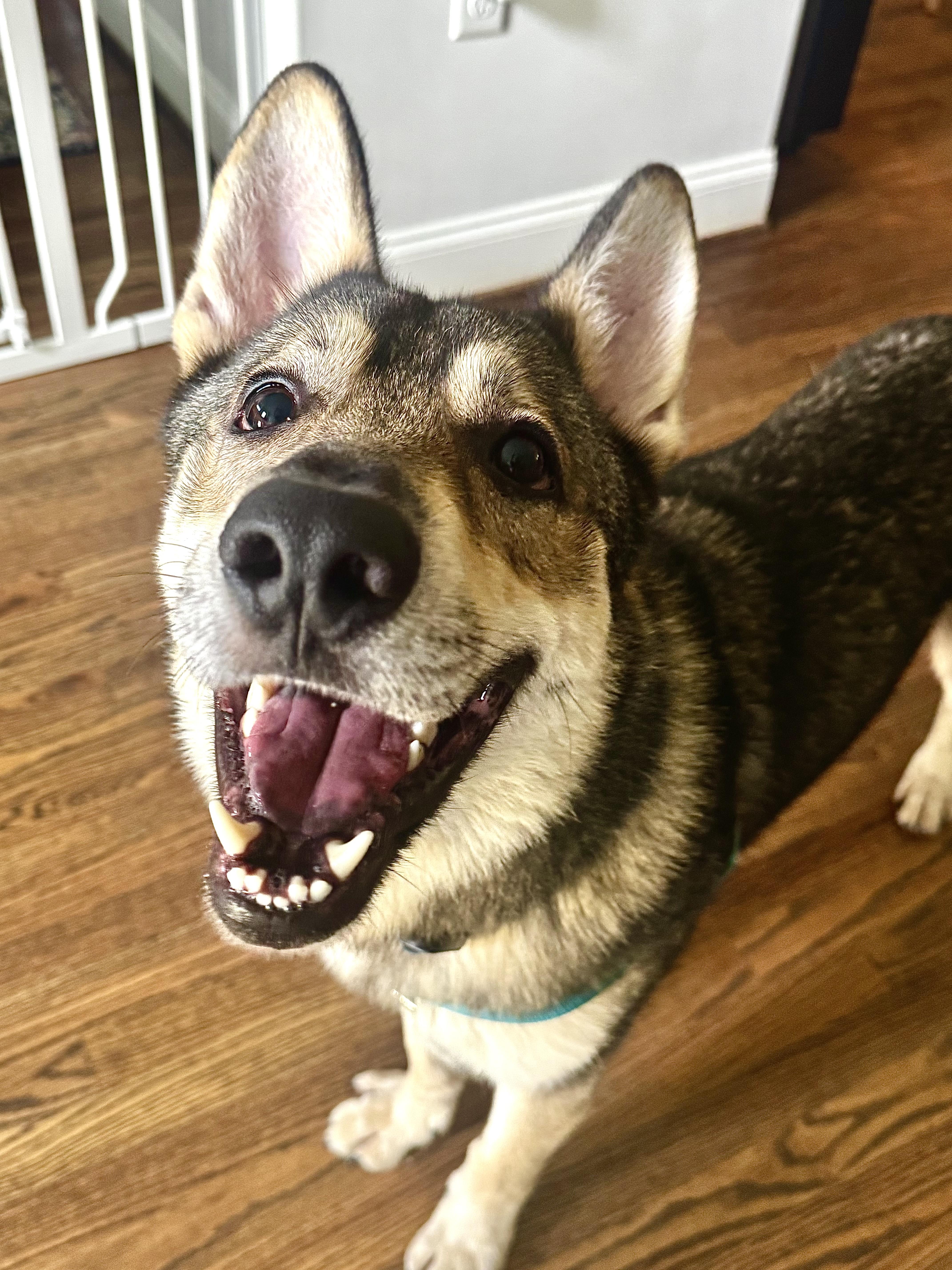 Percy, ADOPTABLE, Young Male German Shepherd Dog & Husky.