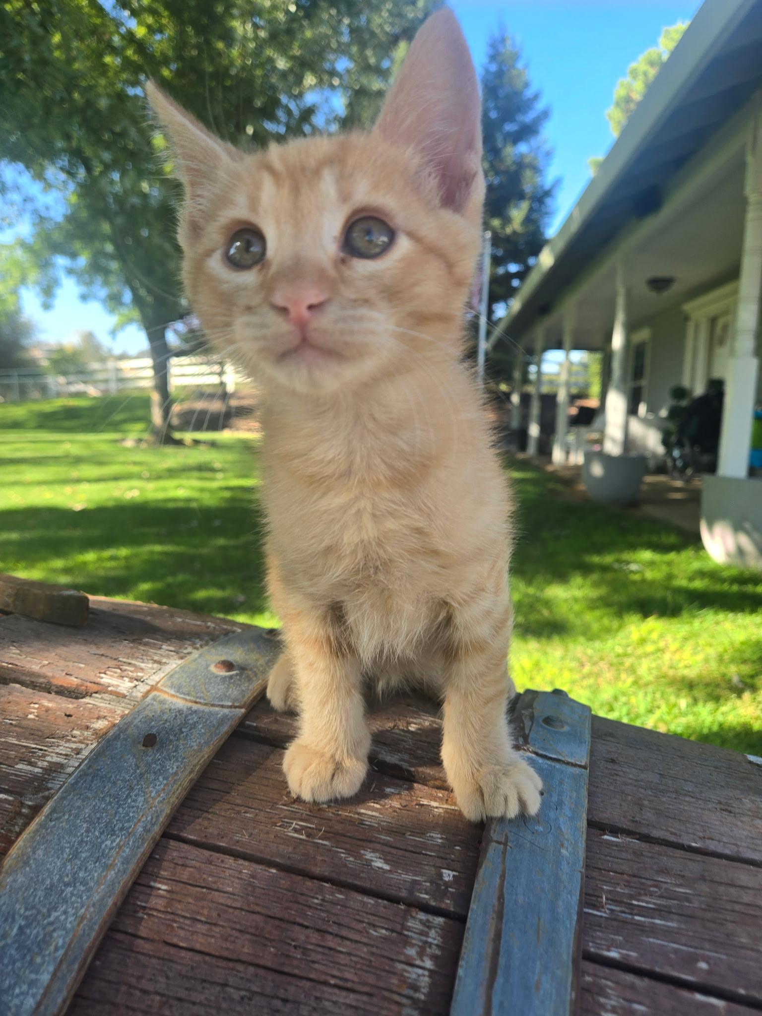 Enlarge Teddy, a Adoptable Domestic Short Hair in Penryn, CA image 3/4
