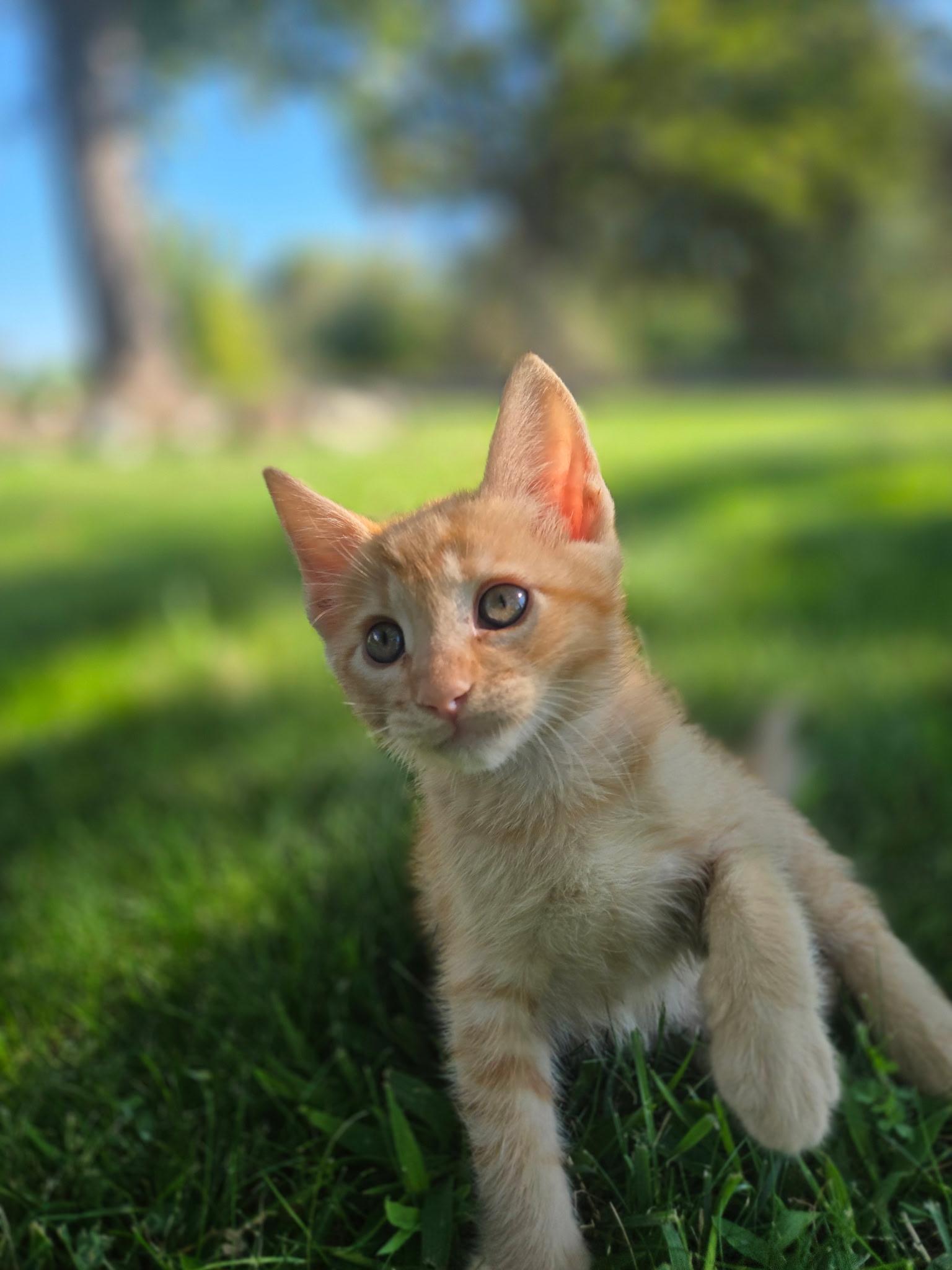 Enlarge Teddy, a Adoptable Domestic Short Hair in Penryn, CA image 2/4