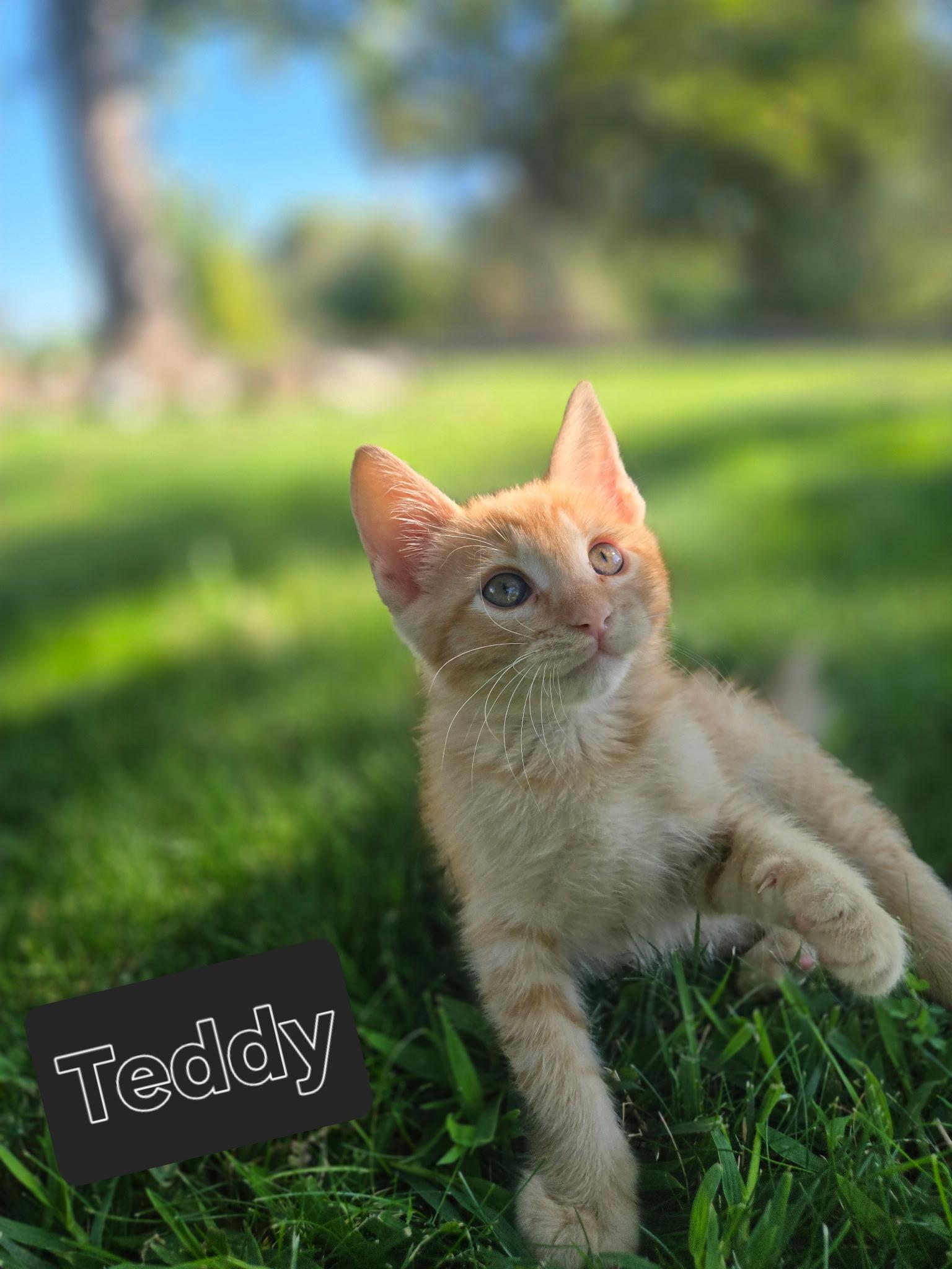 Enlarge Teddy, a Adoptable Domestic Short Hair in Penryn, CA image 1/4