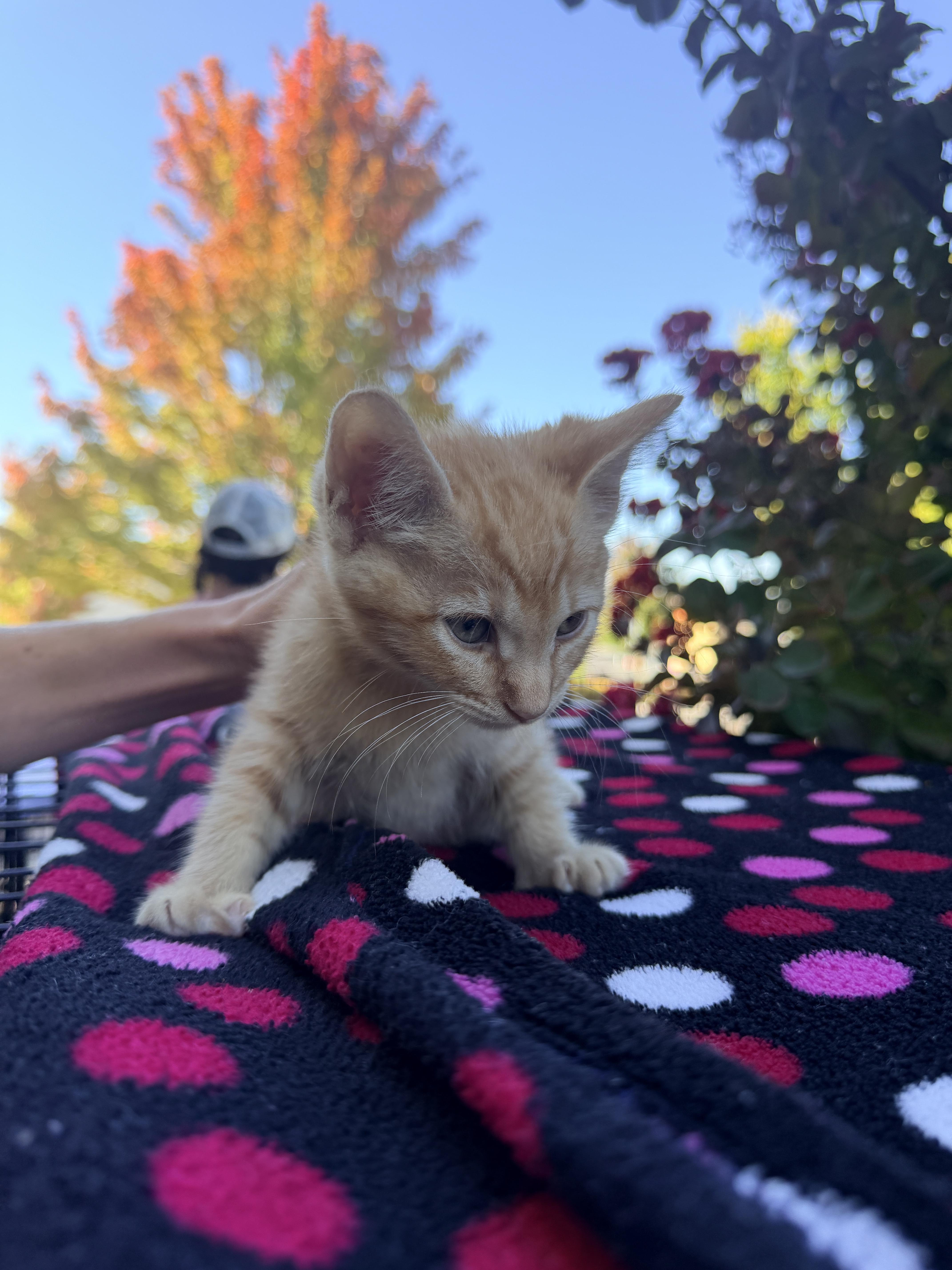 Enlarge Teddy, a Adoptable Domestic Short Hair in Penryn, CA image 4/4